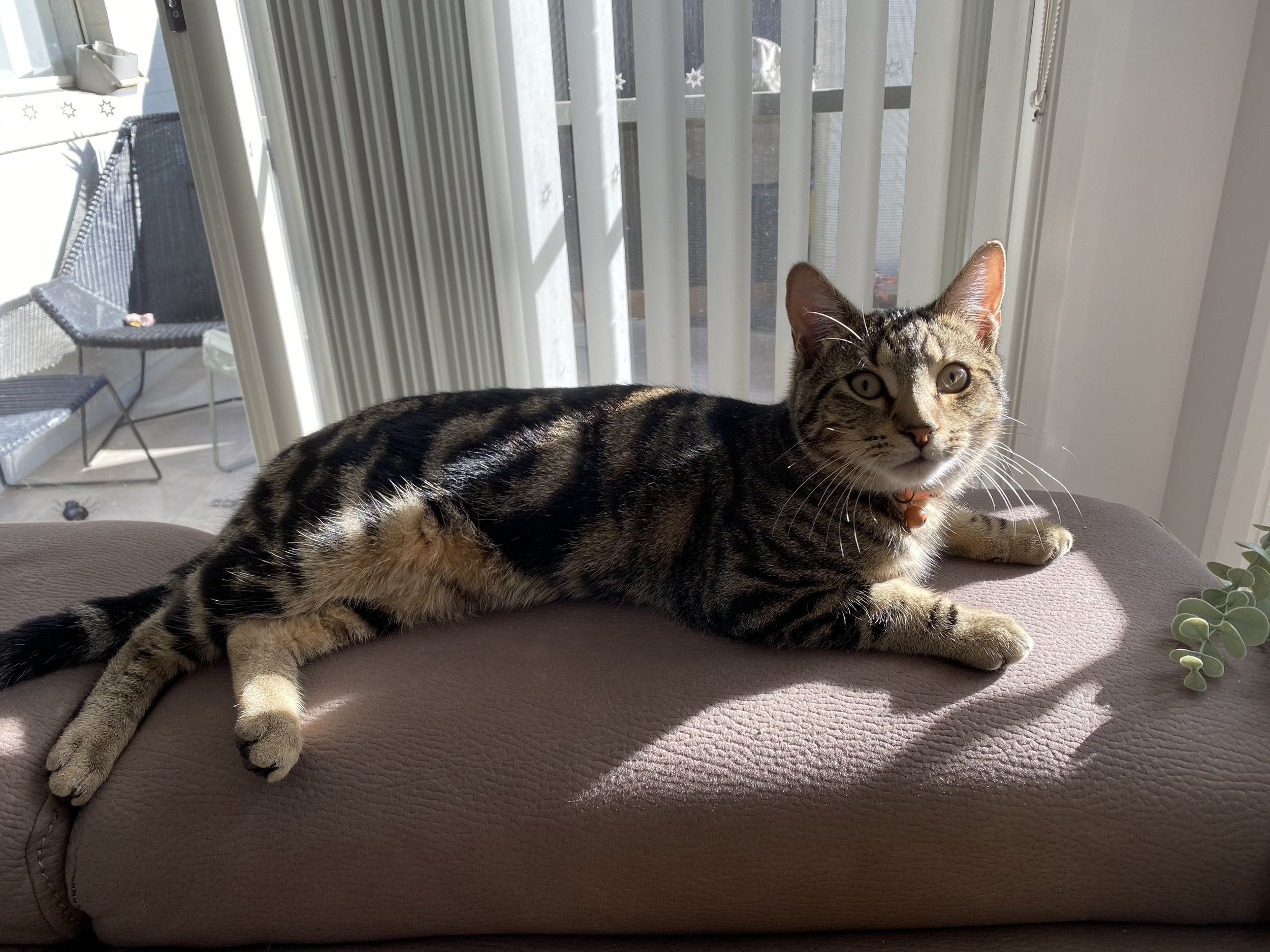 Haku the cat lis also loving some relaxing couch potato time
