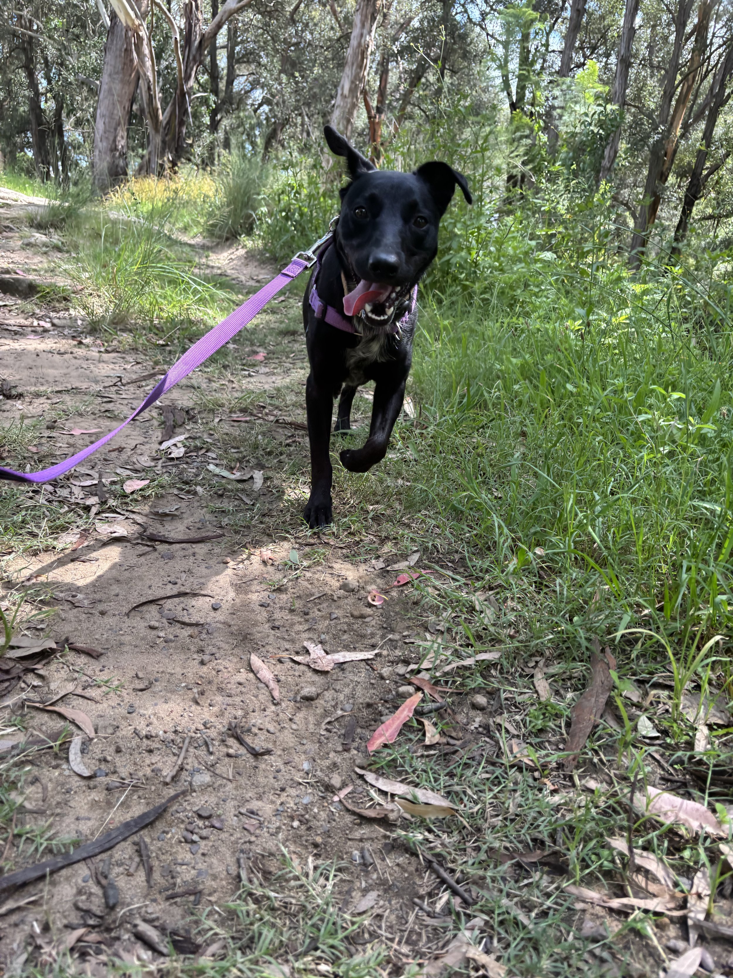 kelpie cross cattle dog on a bush walk