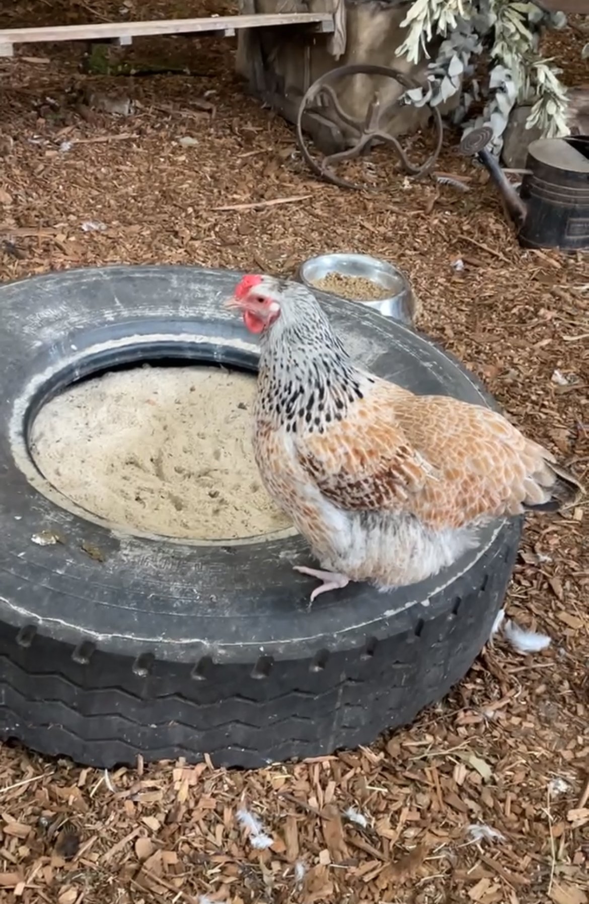 A white chicken standing by a small sand pit