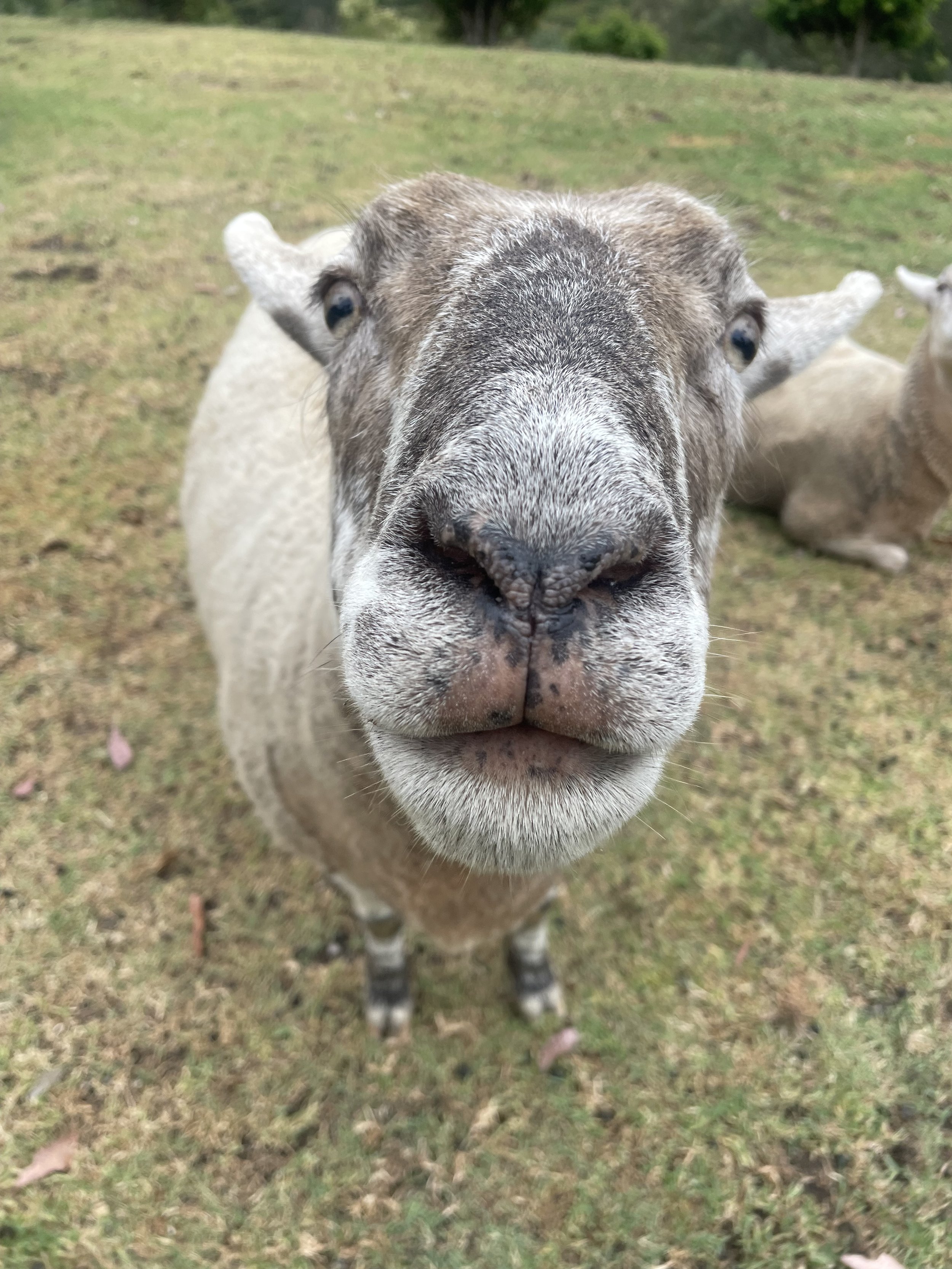 1 sheep intensely sniffing the camera