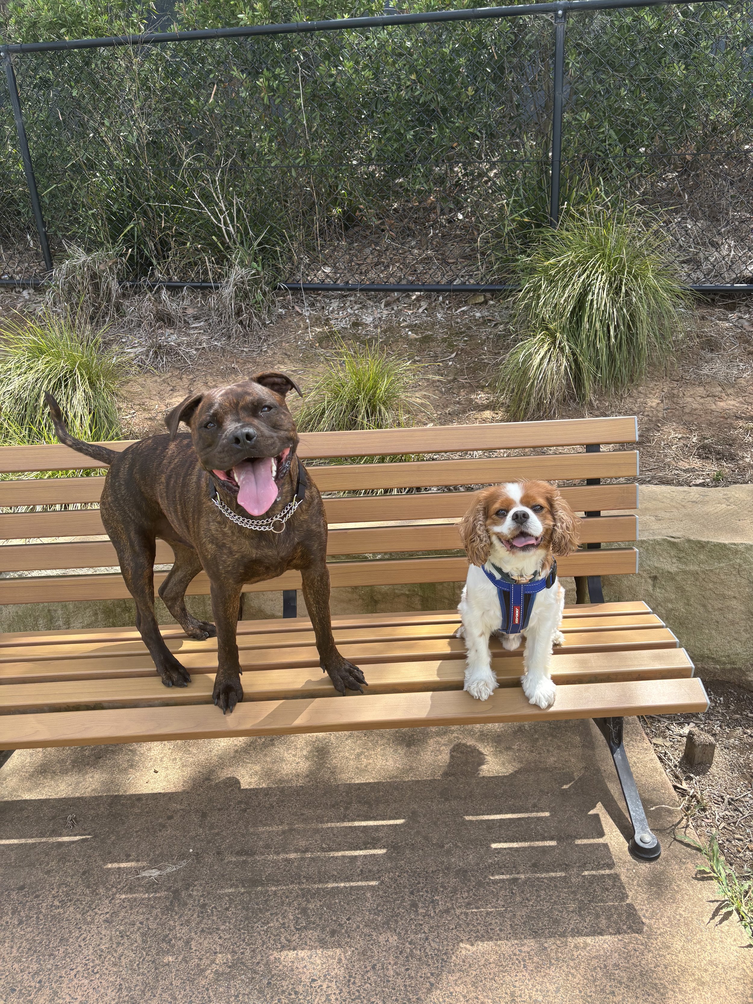 staffy and cavalier sat on a dog park bench