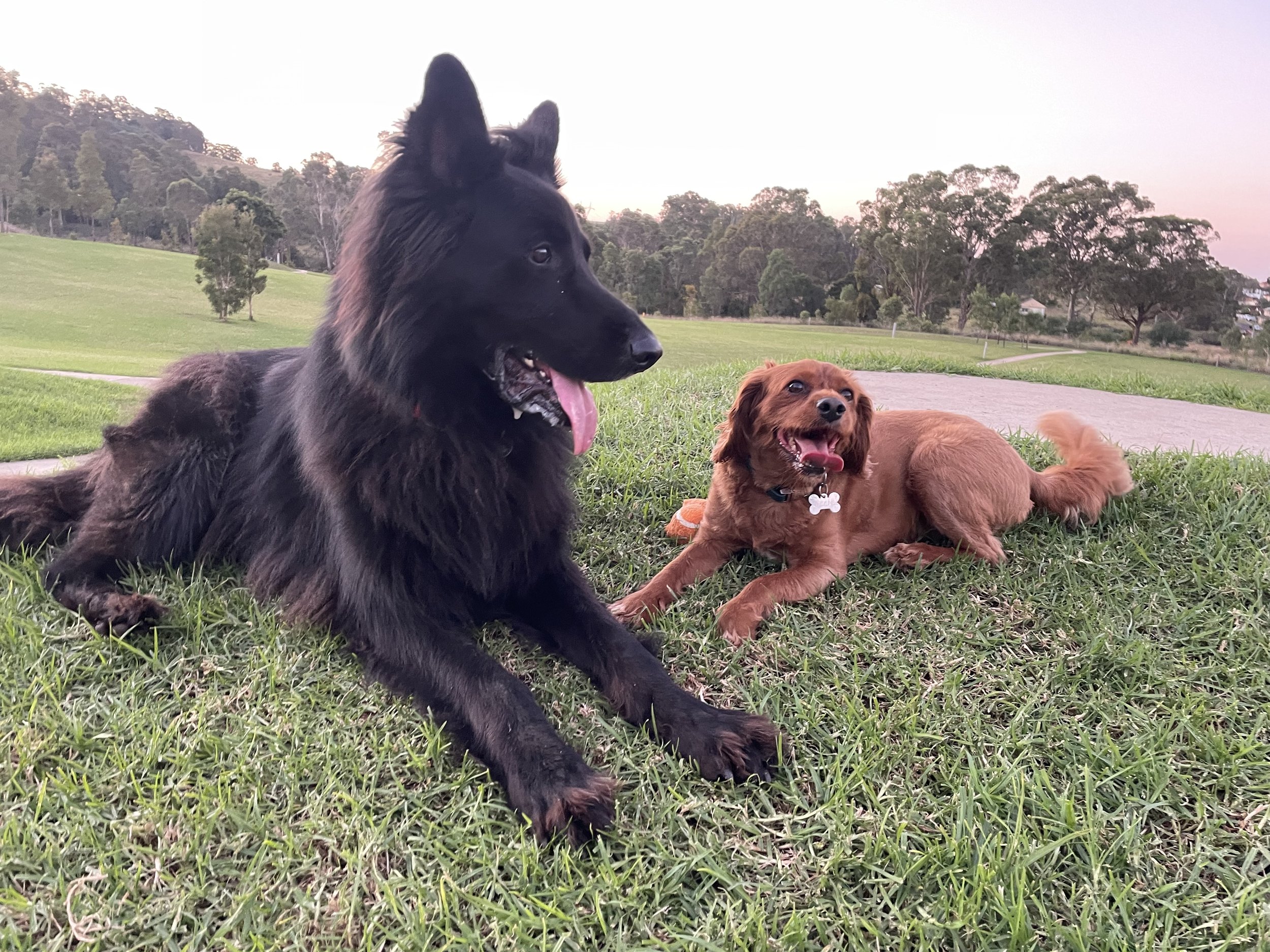 A photo of Bear the black german shepherd and Ollie, Sienna's dog, sat together and posing for a photo at a dog park