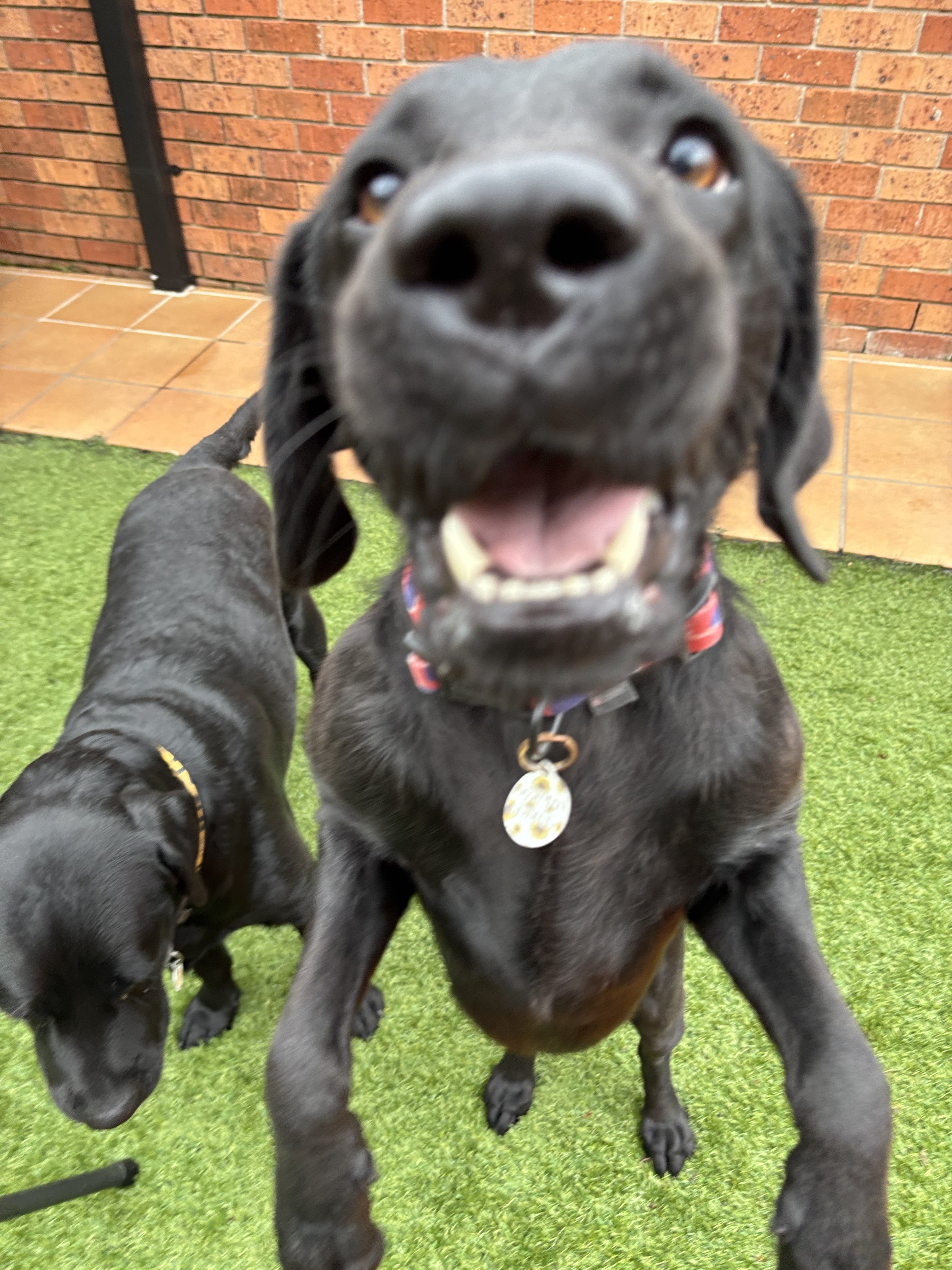2 black labradors, one jumping excitedly