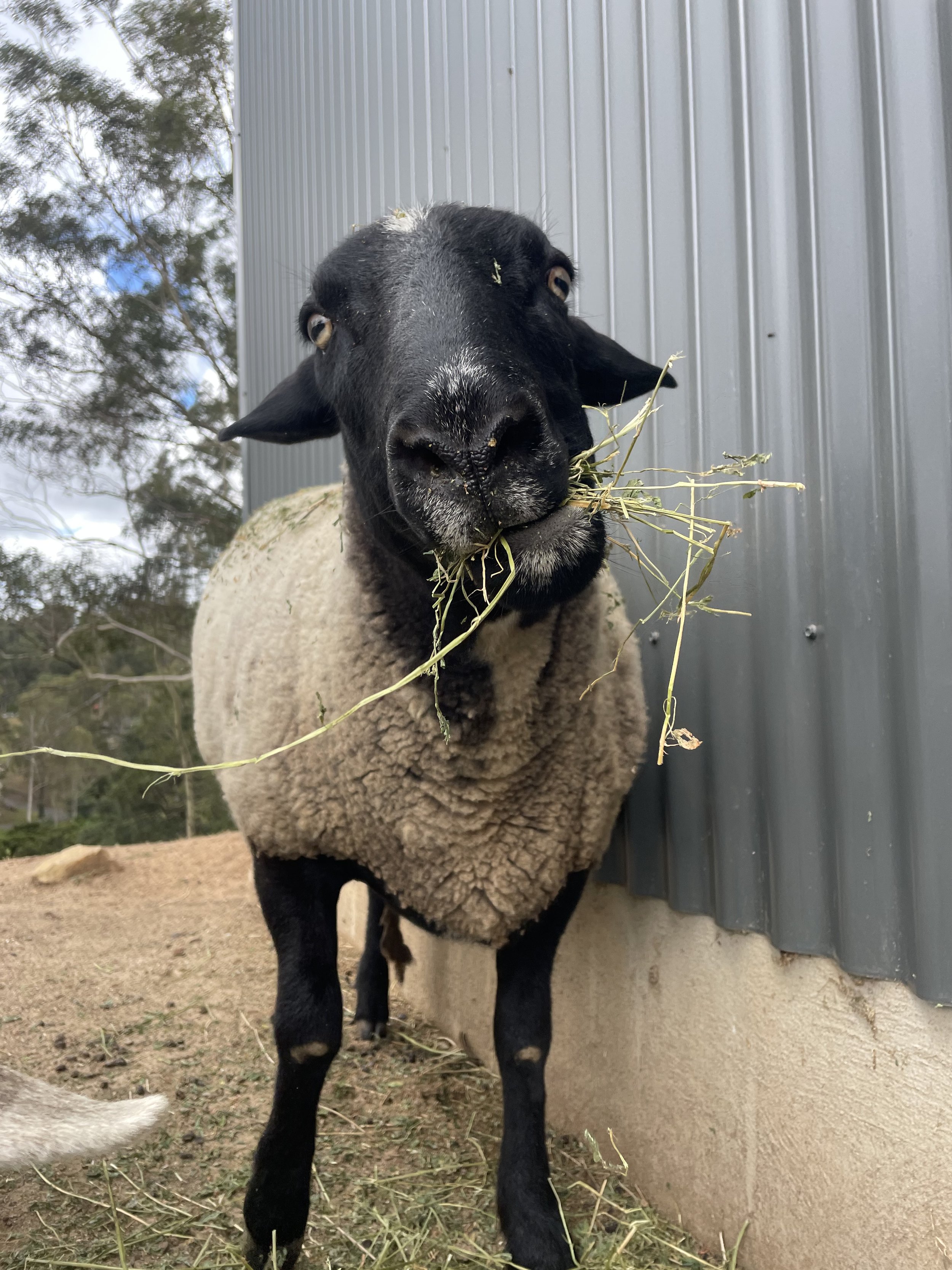 black sheep tilting his head with a mouth full of hay