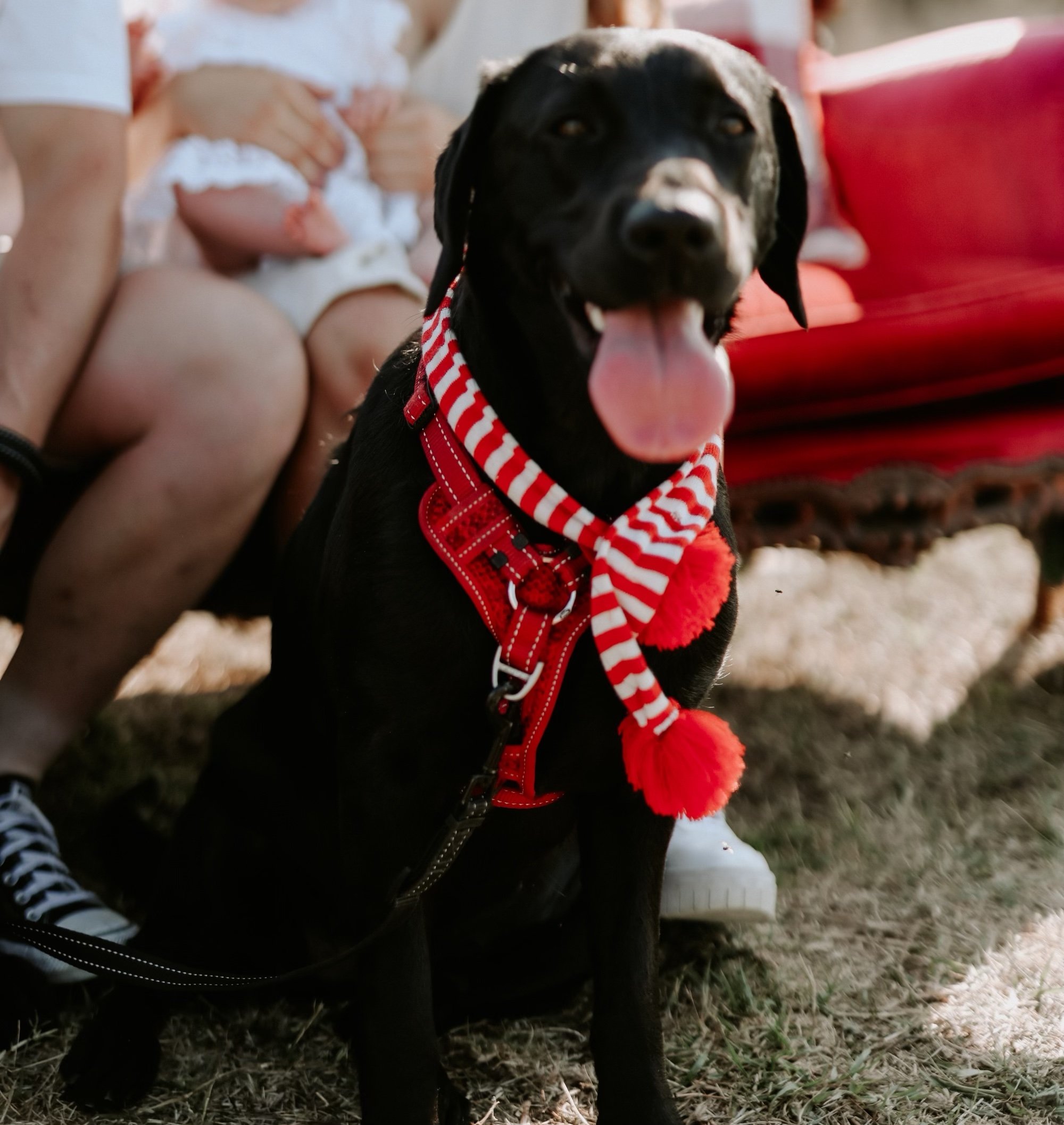 Christmas family photos with black Labrador, Miley