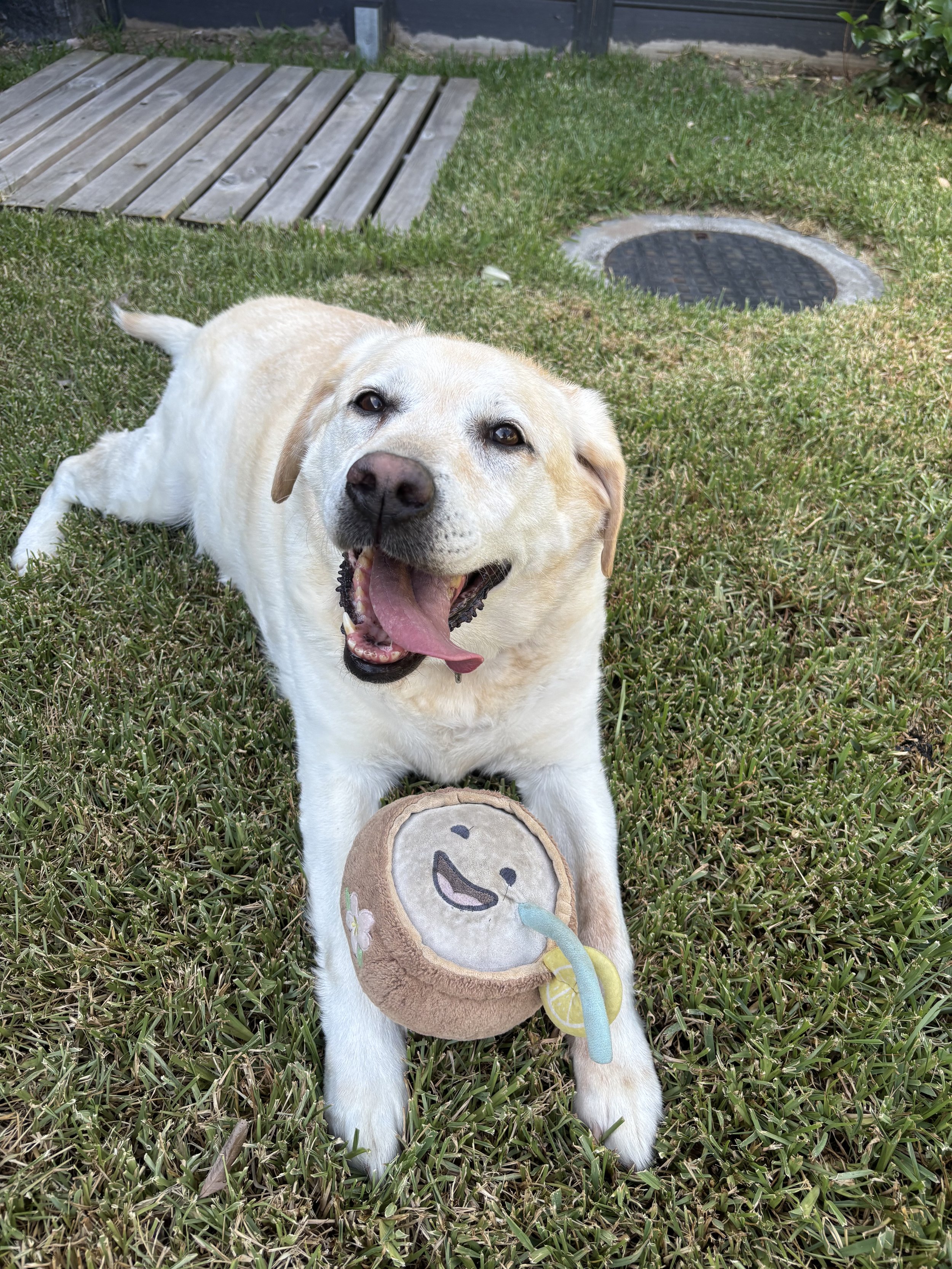 labrador holding her plush toy