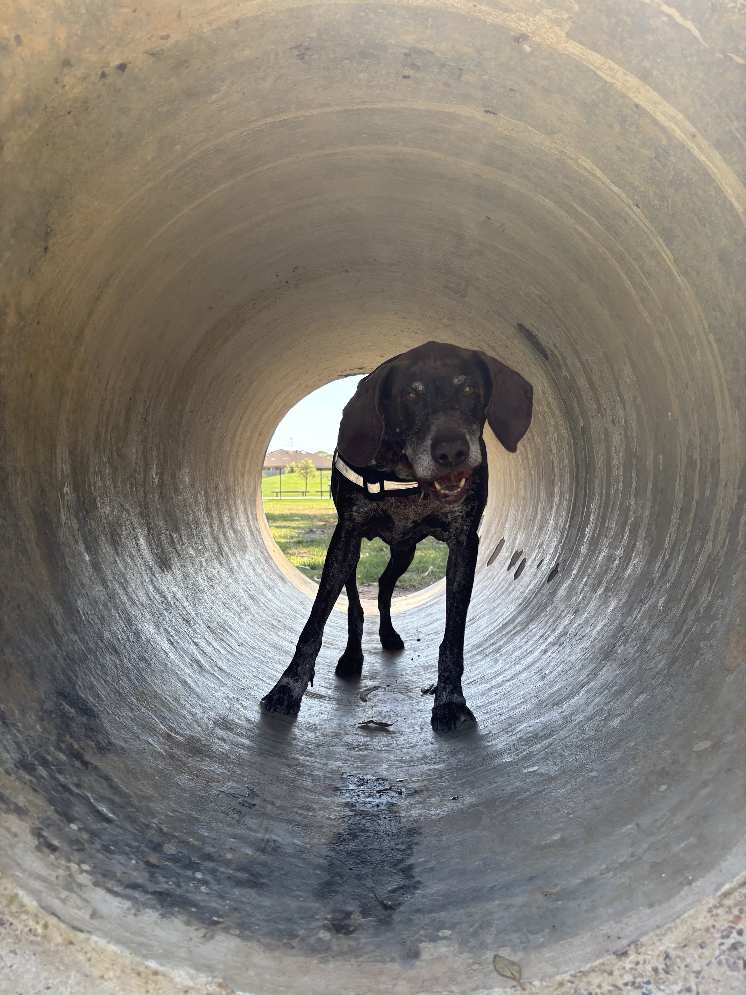 GSP in a dog park tunnel