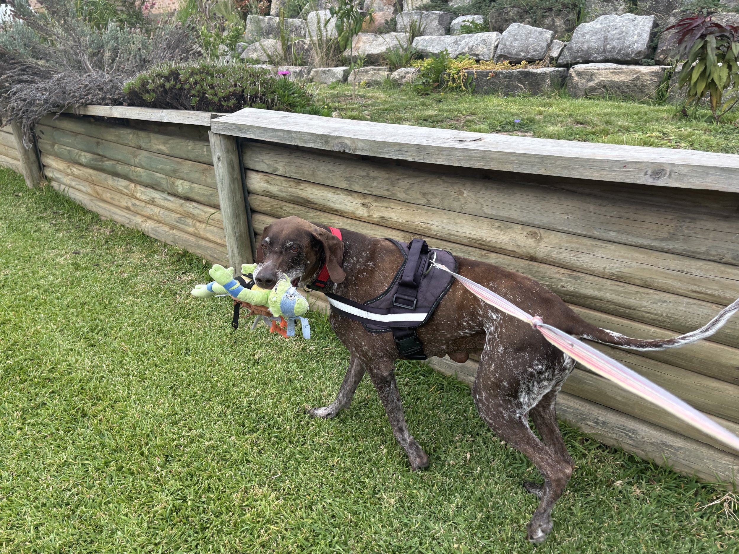 german pointer on a walk holding in his mouth a plush ninja turtle toy