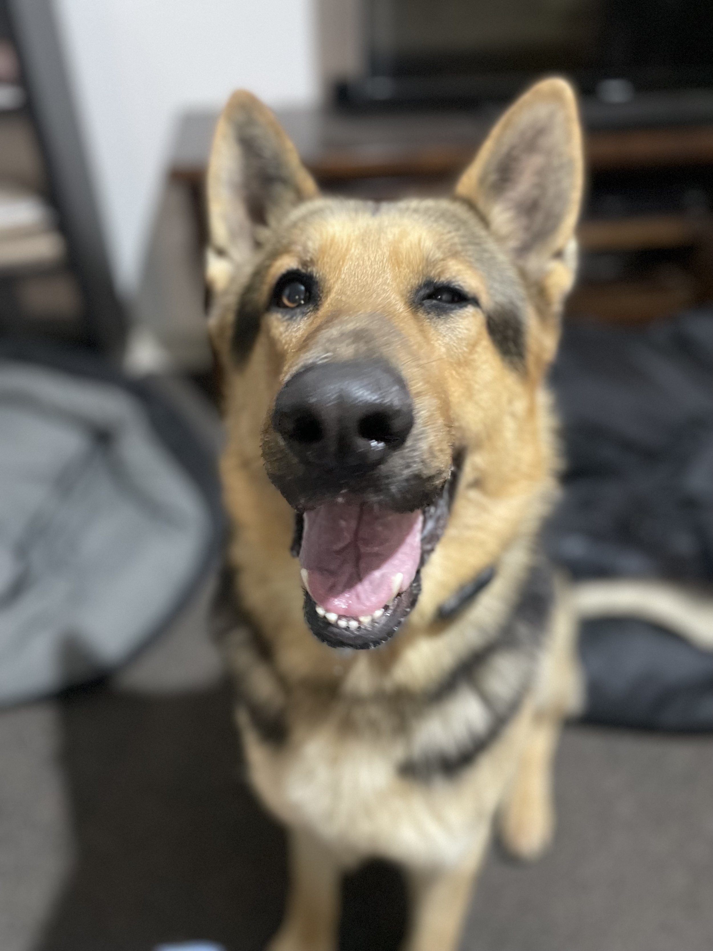 A photo of Diesel the German Shepherd winking at the camera