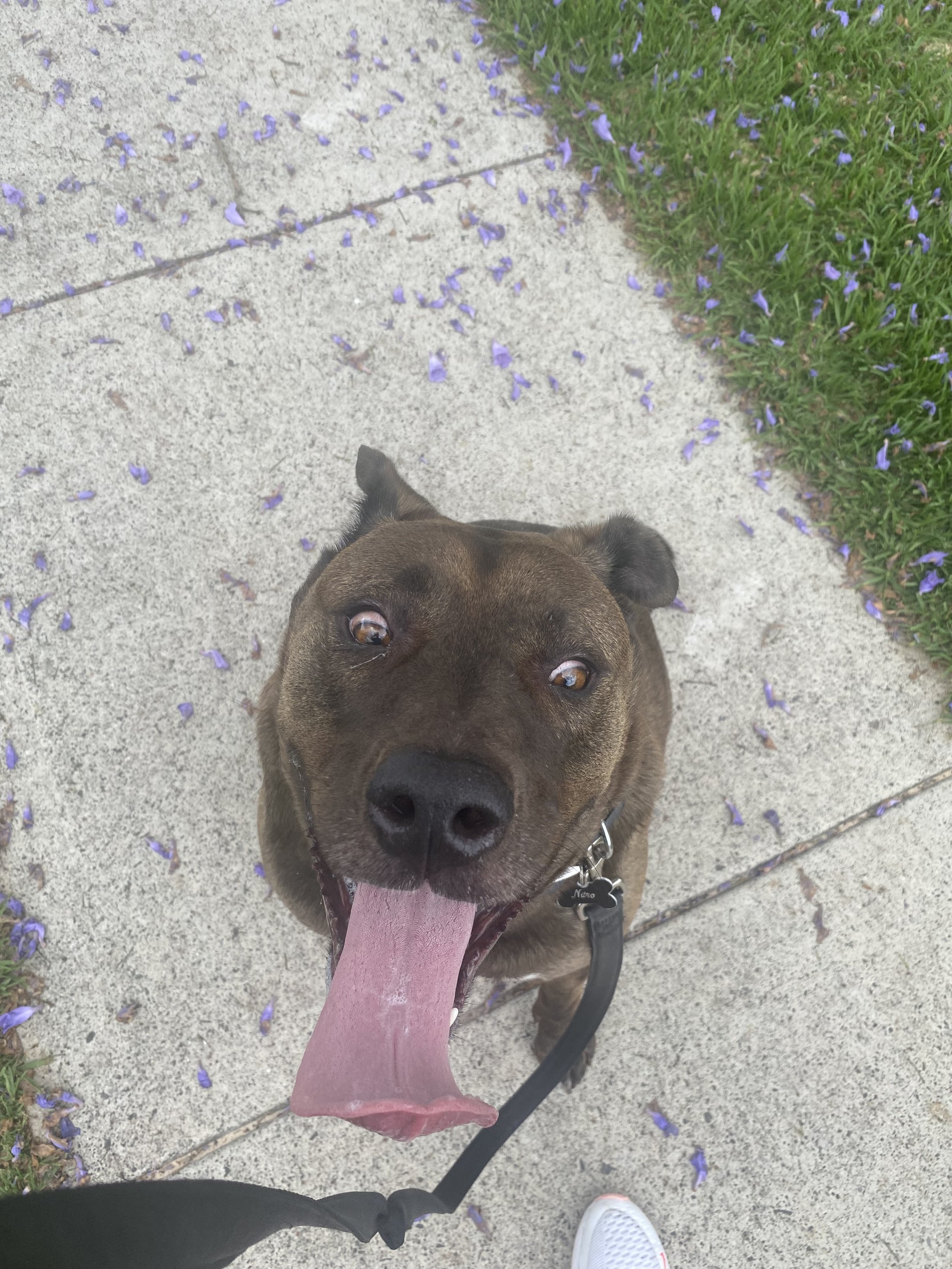 A photo of Nitro the Staffy cross on a walk with his tongue out