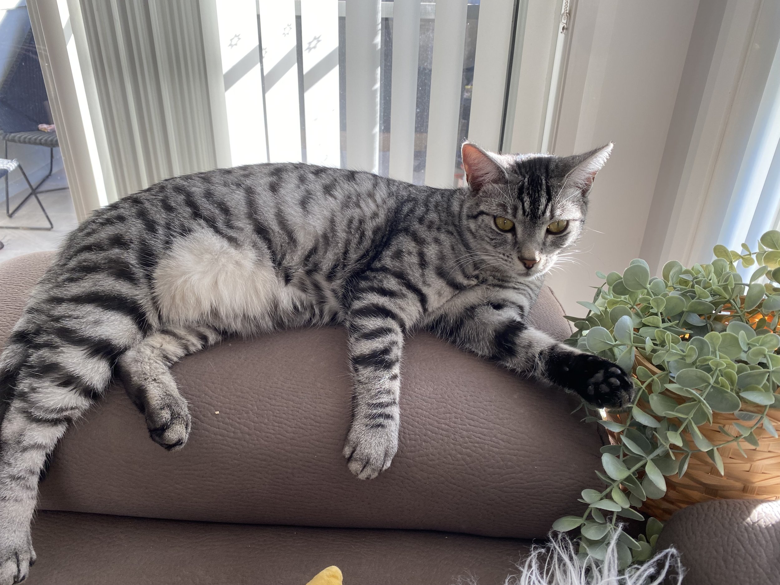 Kovu the cat loving some relaxing couch potato time