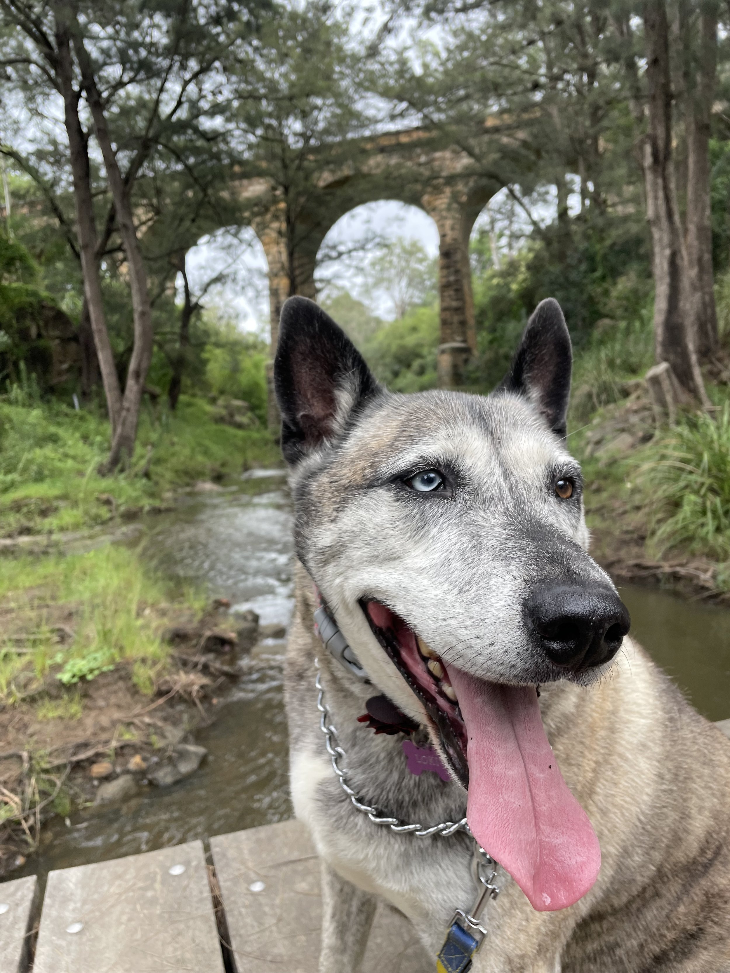A photo of Loki the Husky cross Staffy on a bush walk