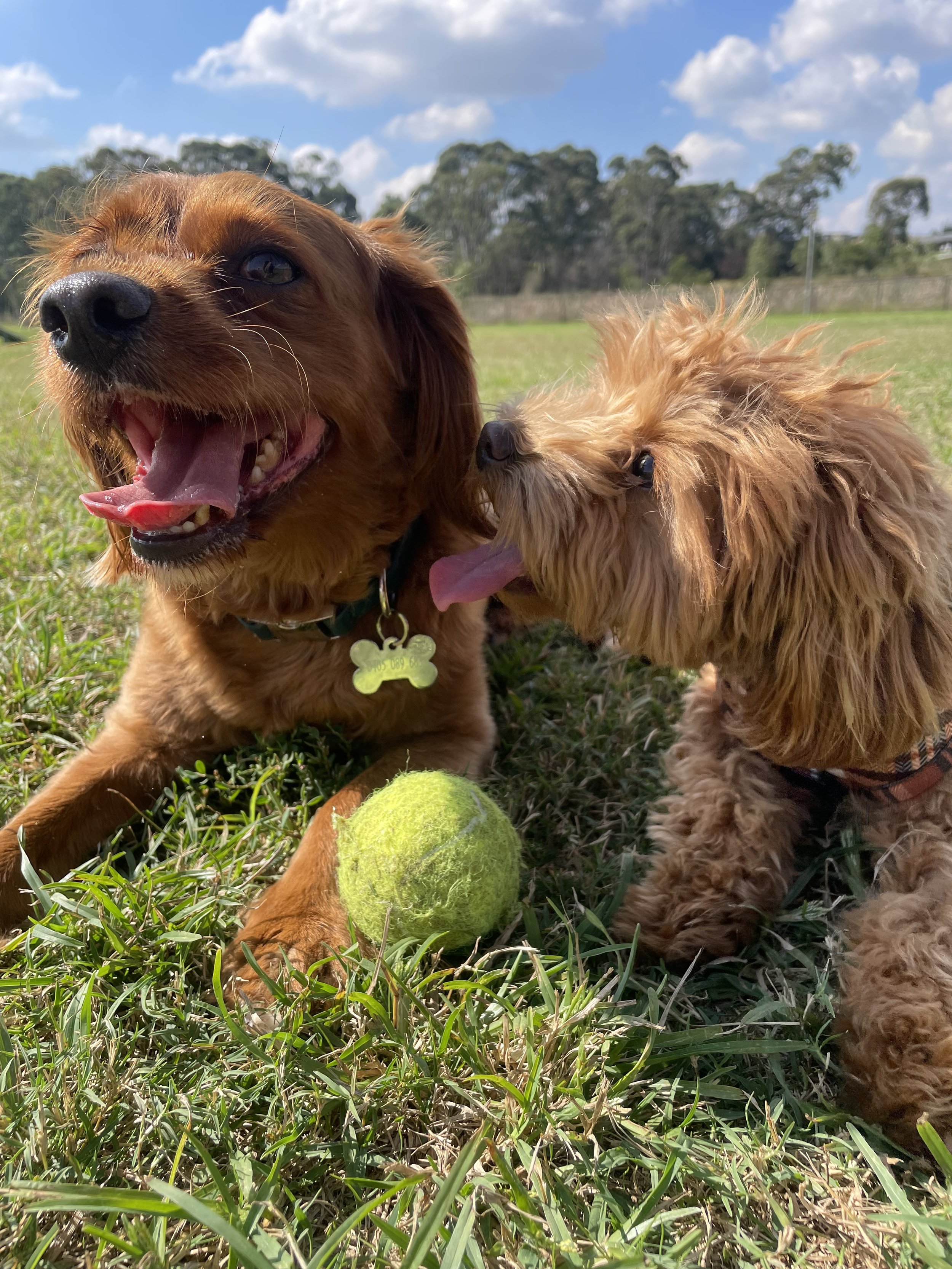 A photo of Ollie, Sienna's Dog, and Boots the puppy cavoodle at the dog park with a tennis ball