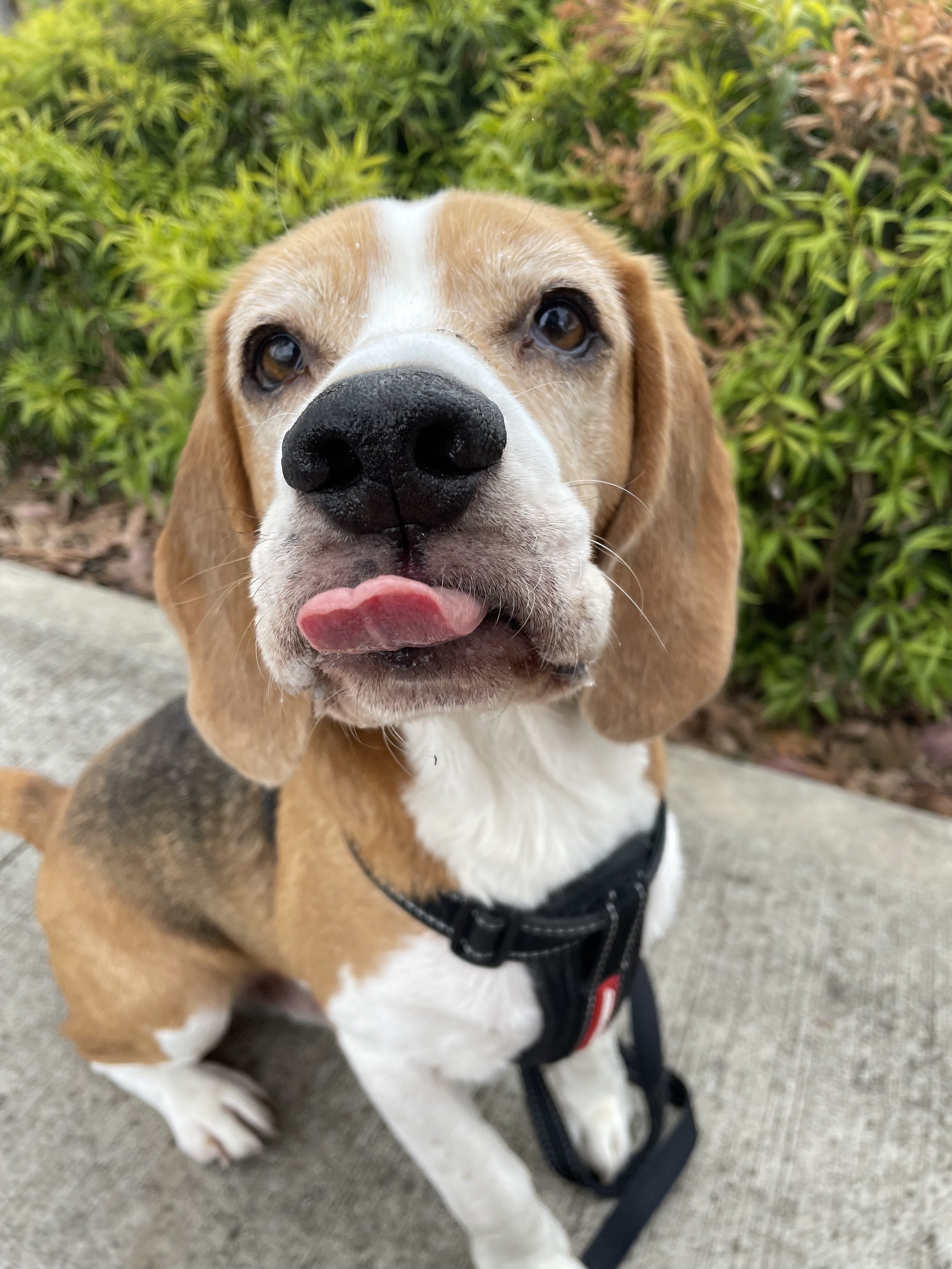A photo of Archie the Beagle sticking his tongue out whilst on a walk