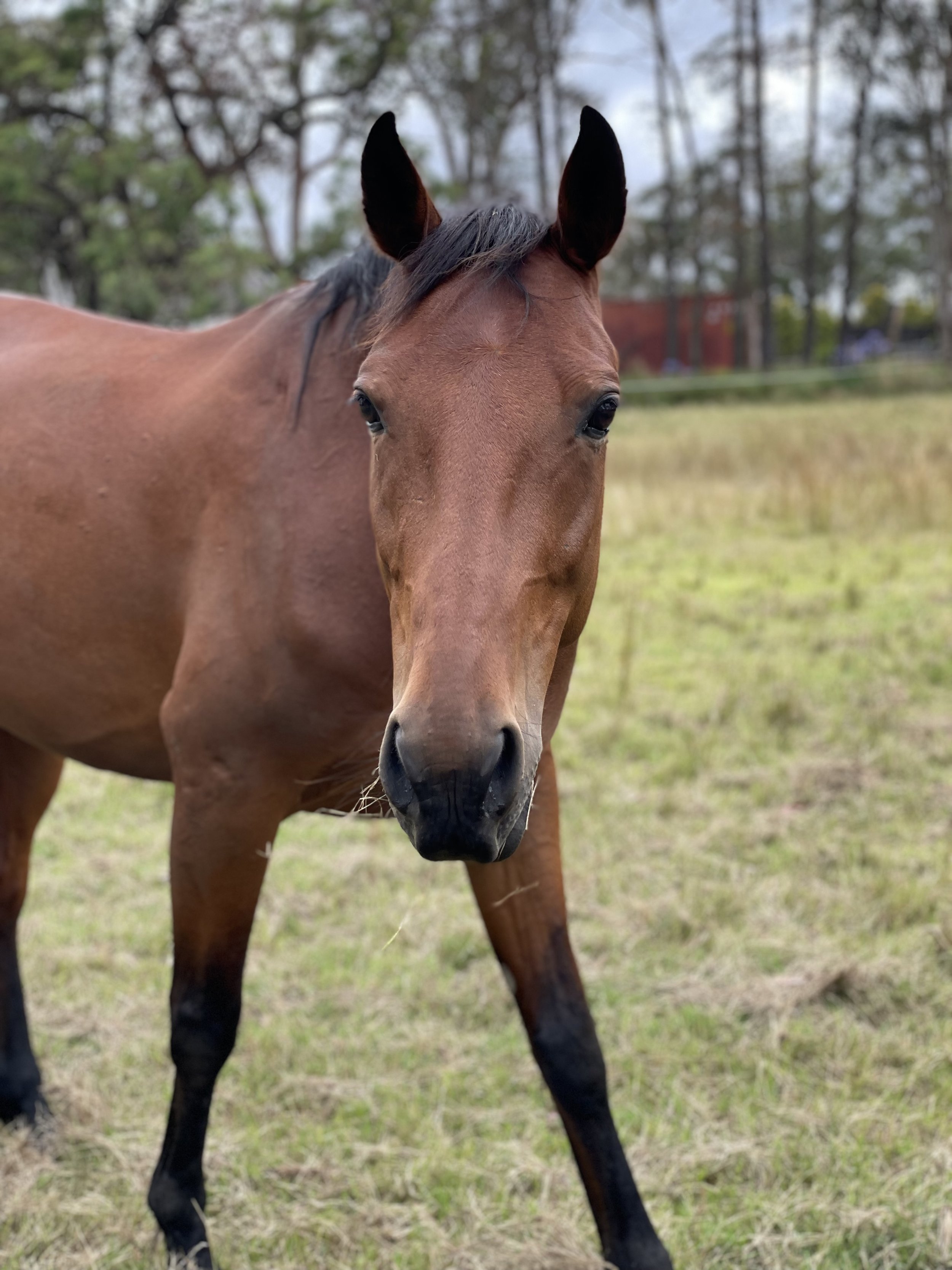 A photo of a brown horse looking at the camera