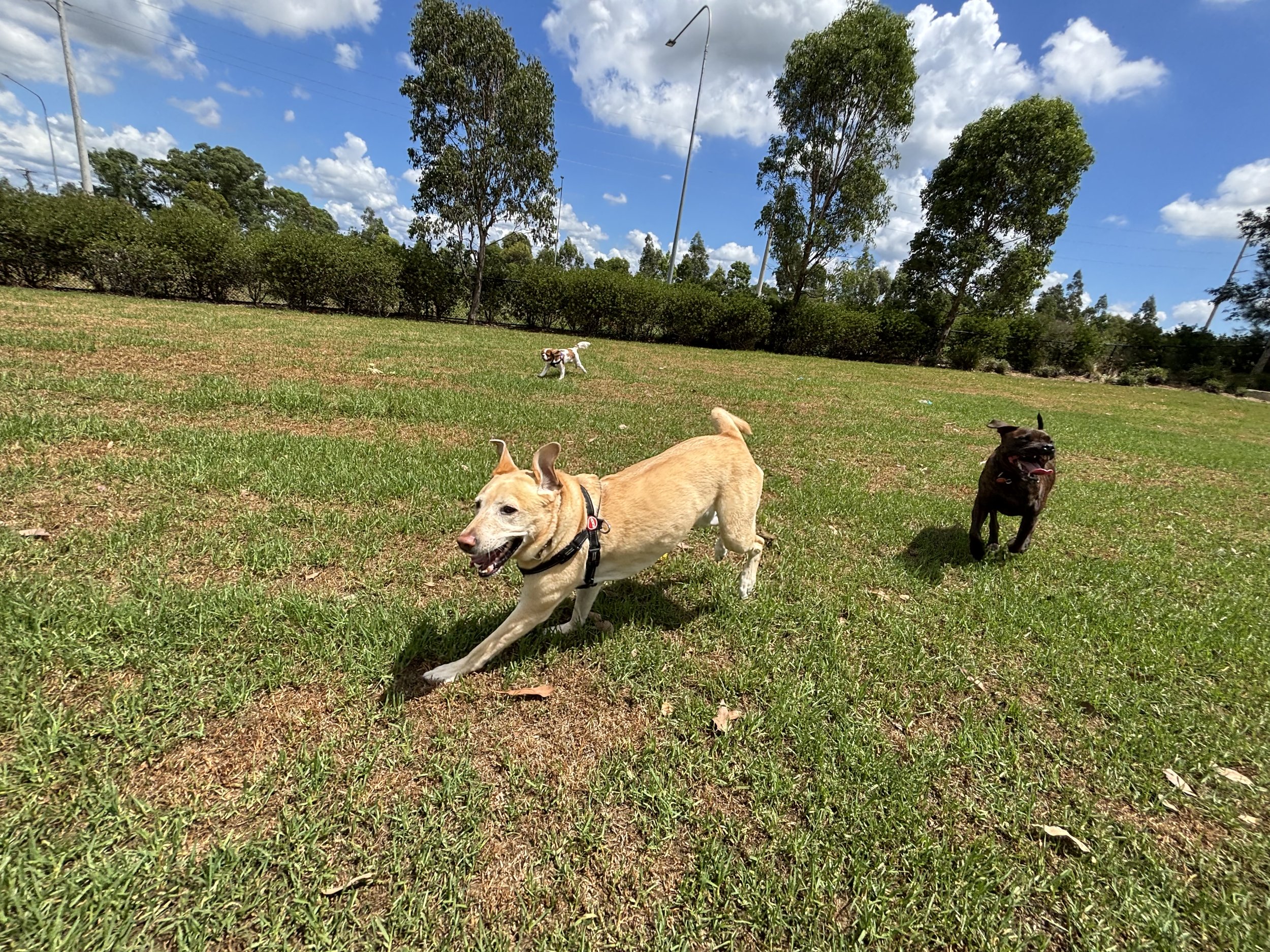 cavalier, labrador & staffy running at the park