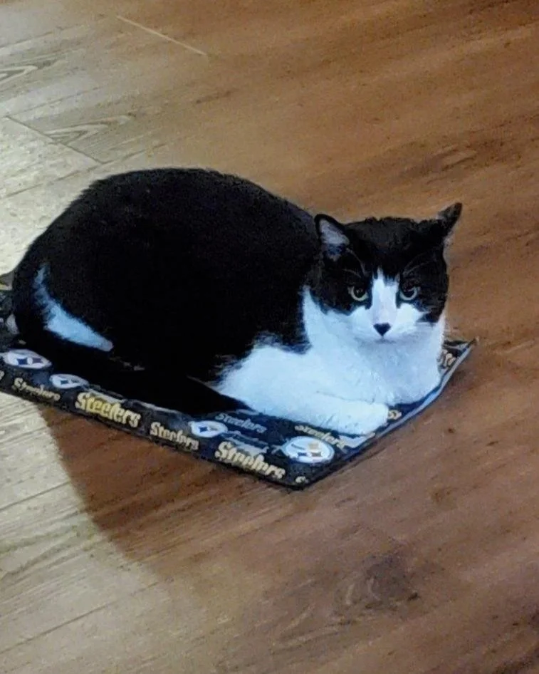 Catnip Beds
