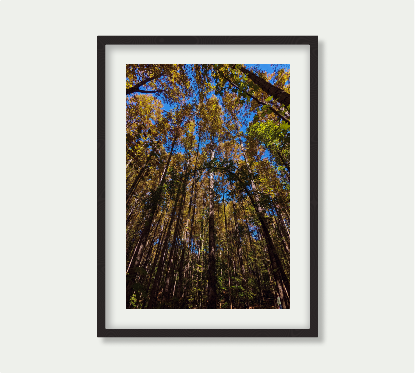 Lake Anna's Canopy in the Fall
