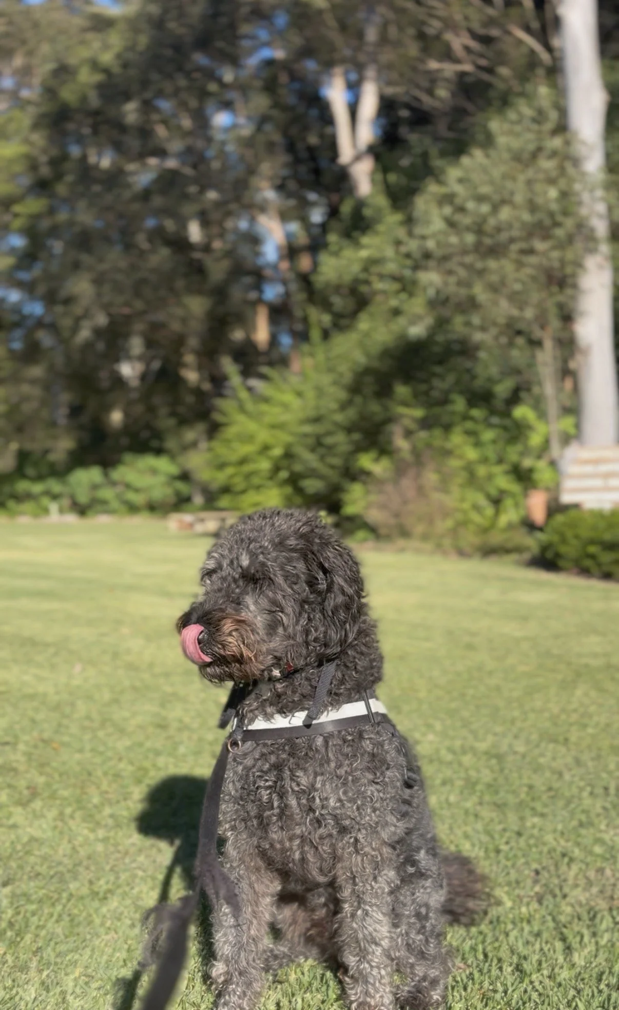 A black curly-haired dog sitting on the grass with its tongue out, outdoors in a park with trees and bushes in the background.