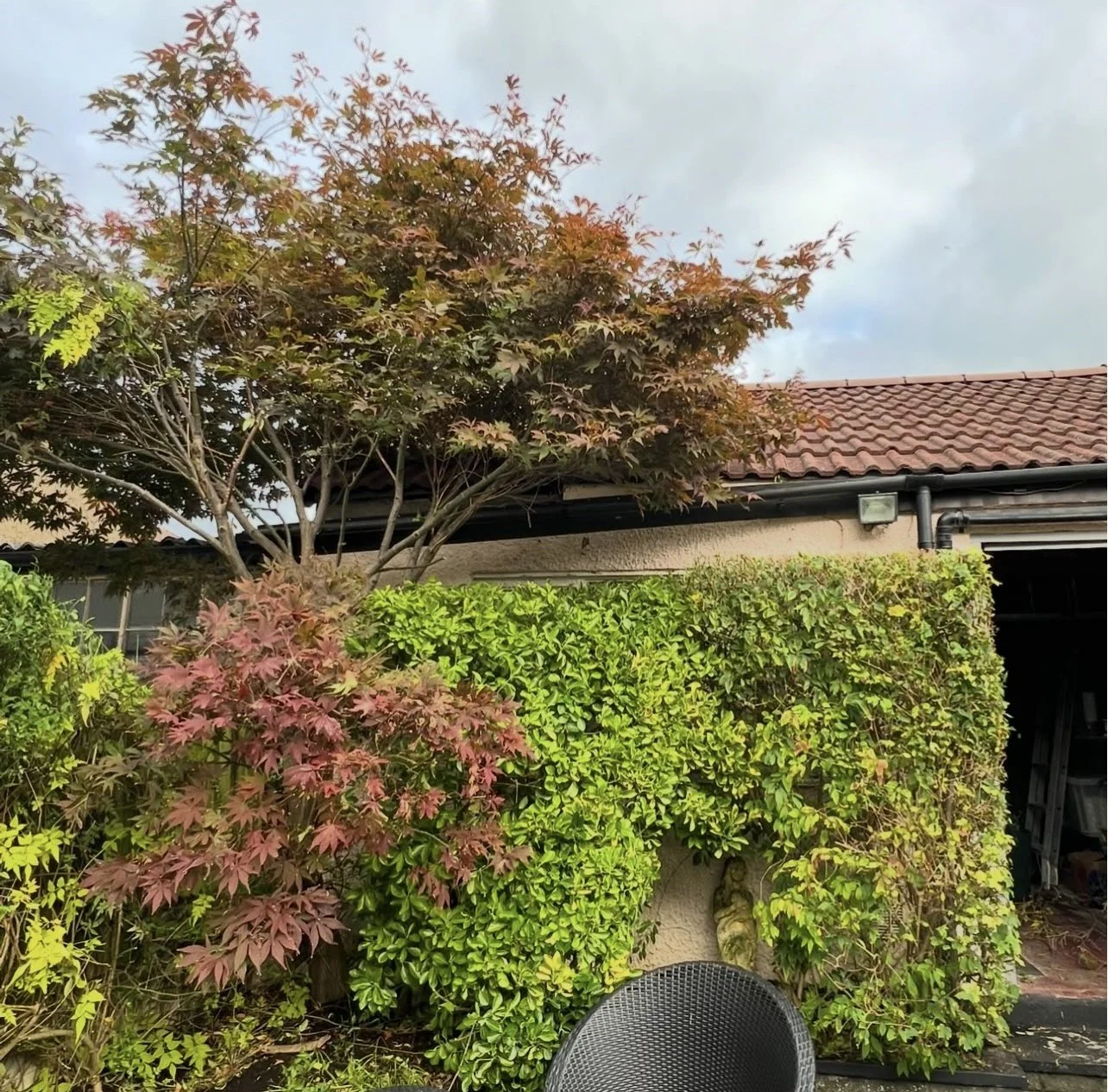 hedge after.jpg