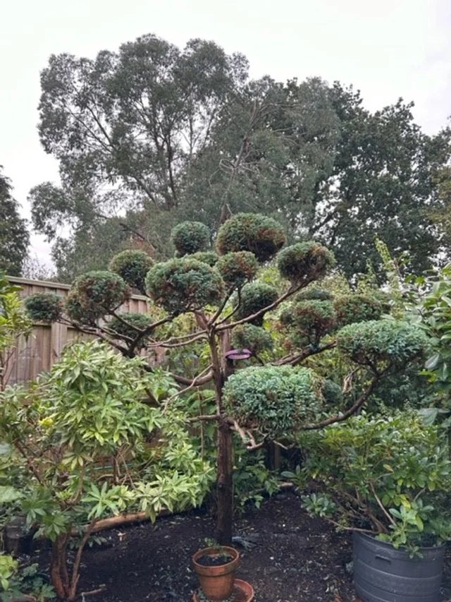 Pruned fir tree.jpg