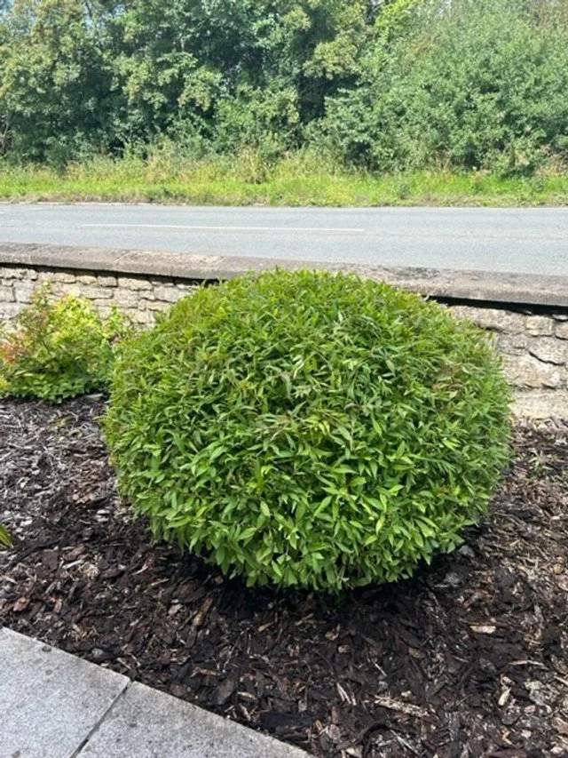 Shrub.jpg