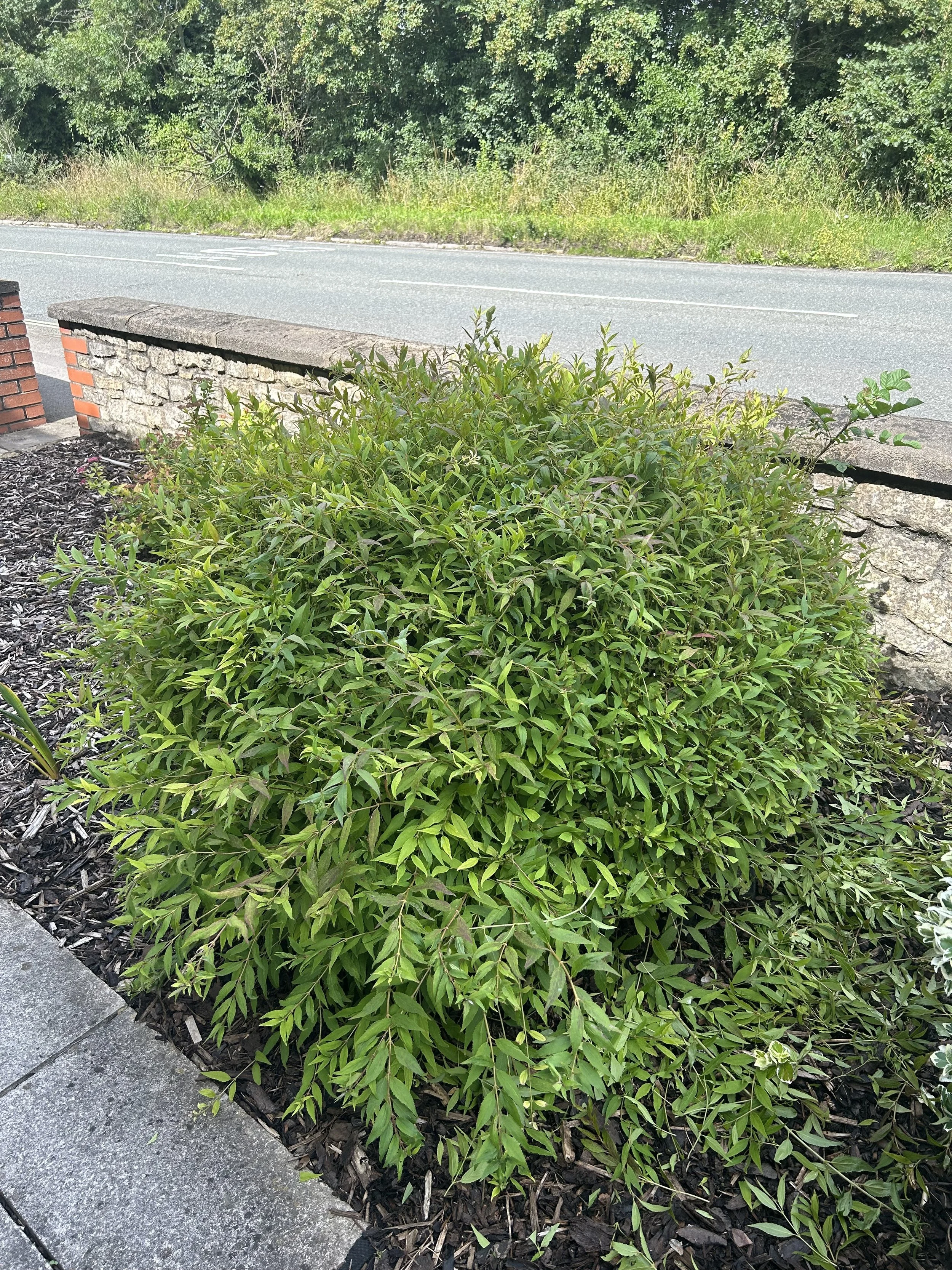 Dan shrub after.jpeg