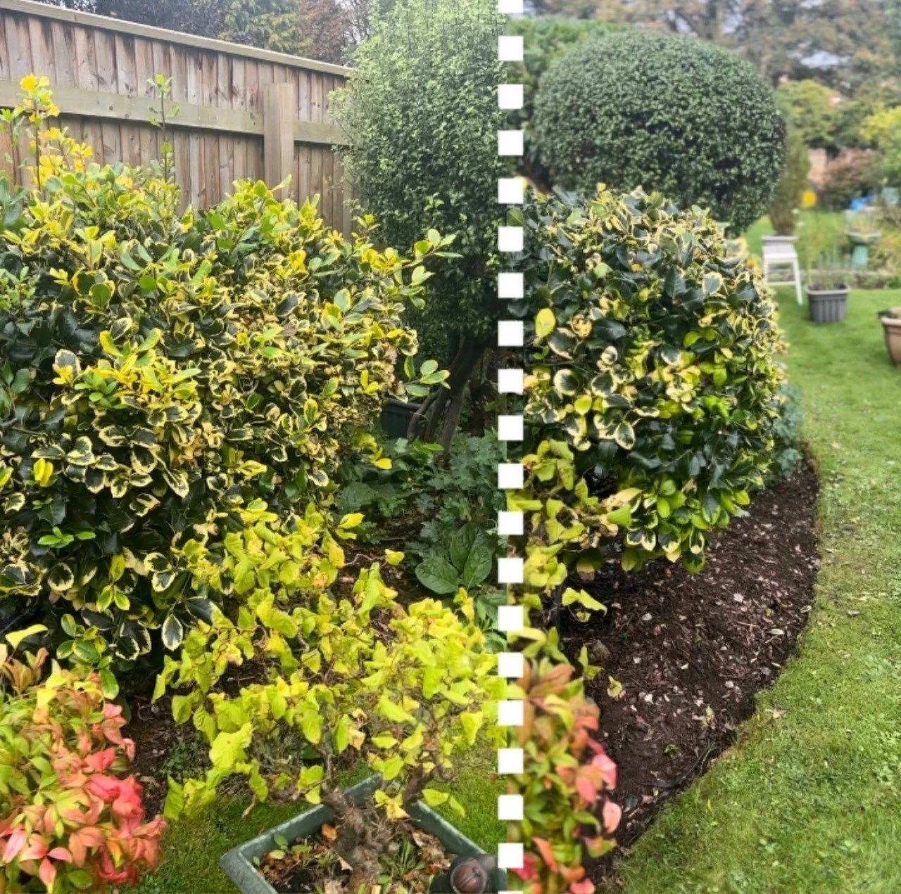 shrubs.jpg