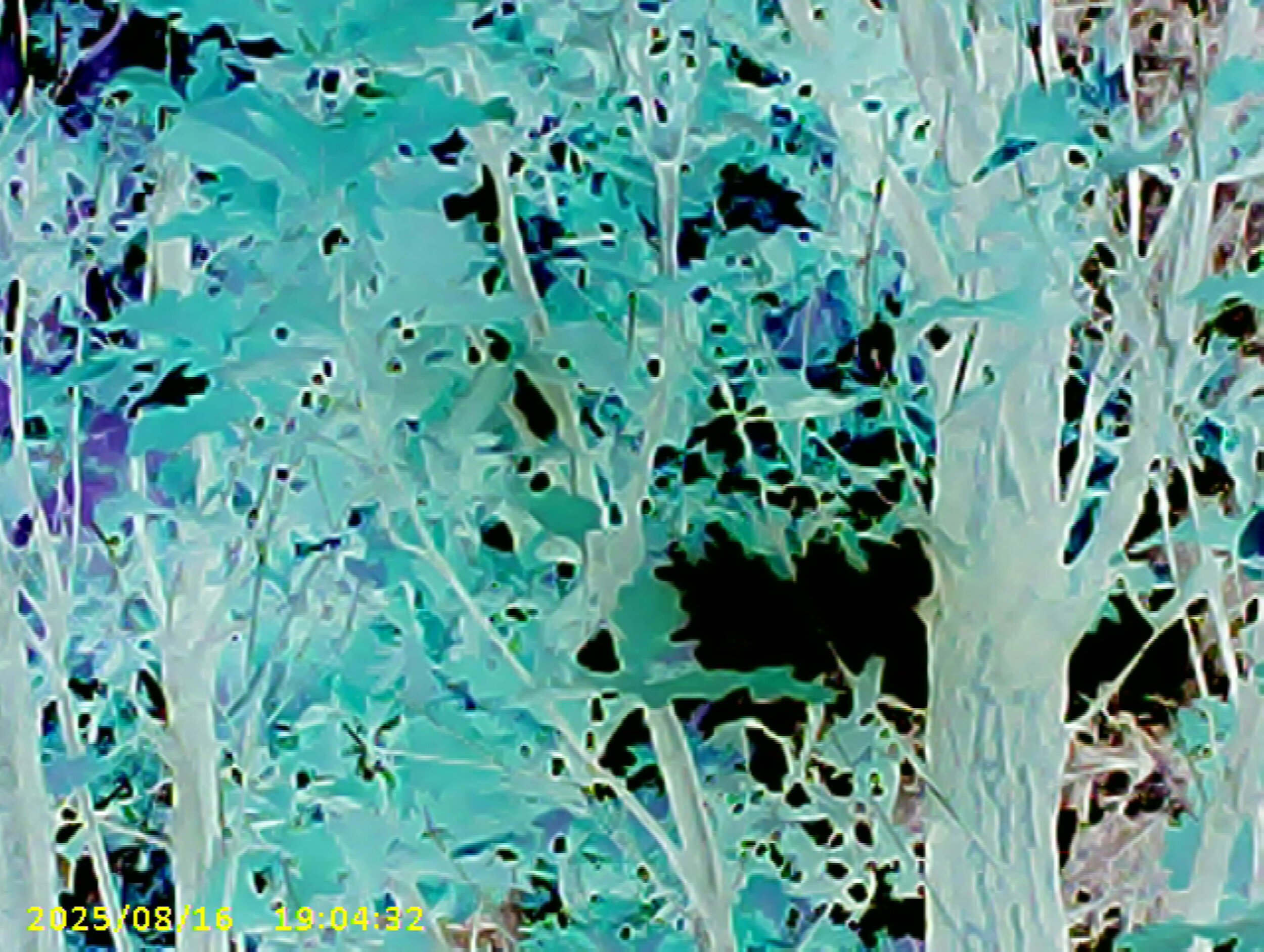 Untitled. Toy camera photographs. EDPX 3/4700 Bad Taste & Digital Aesthetics. Assignment: Poor Images.