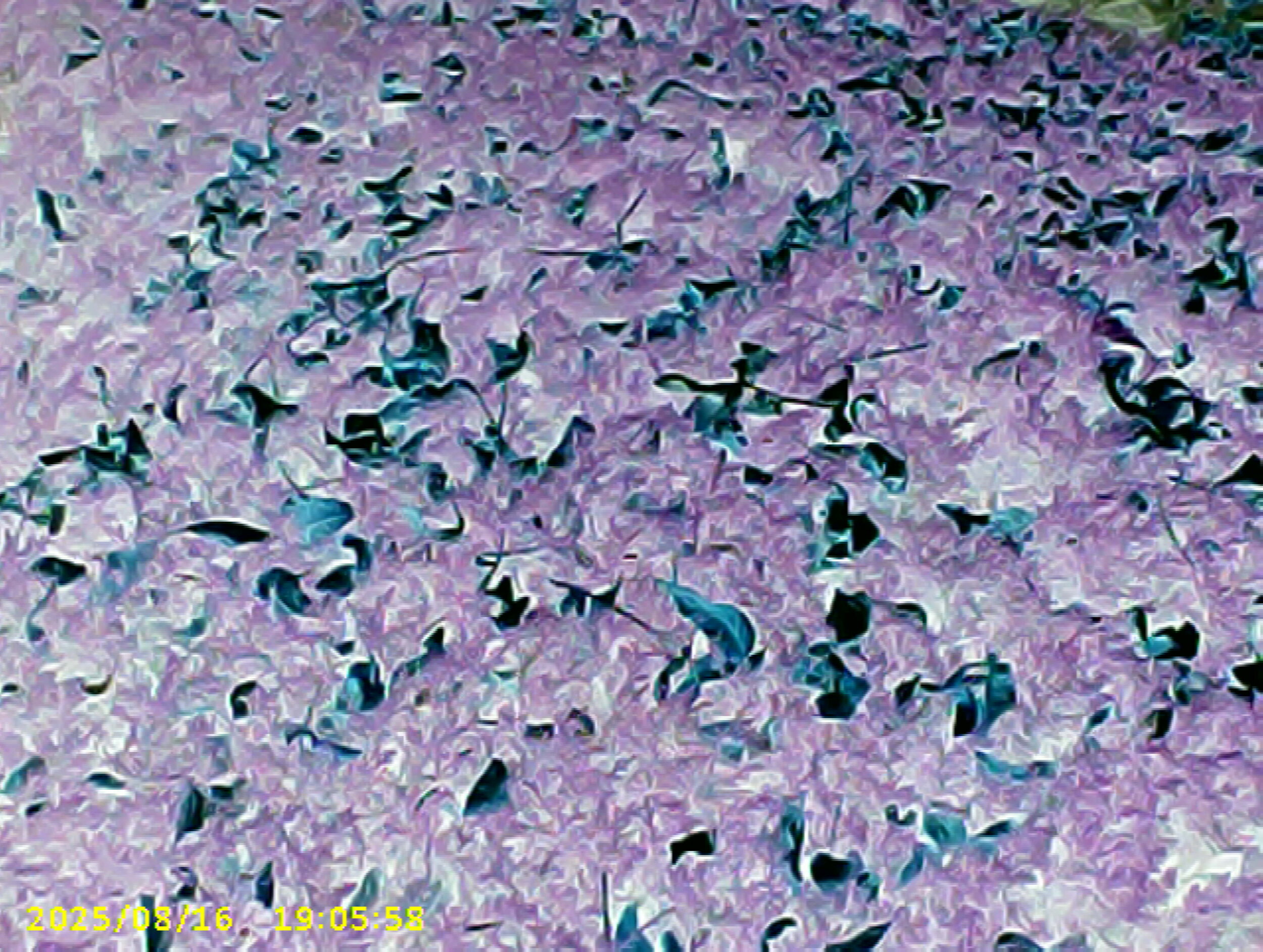 Untitled. Toy camera photographs. EDPX 3/4700 Bad Taste & Digital Aesthetics. Assignment: Poor Images.