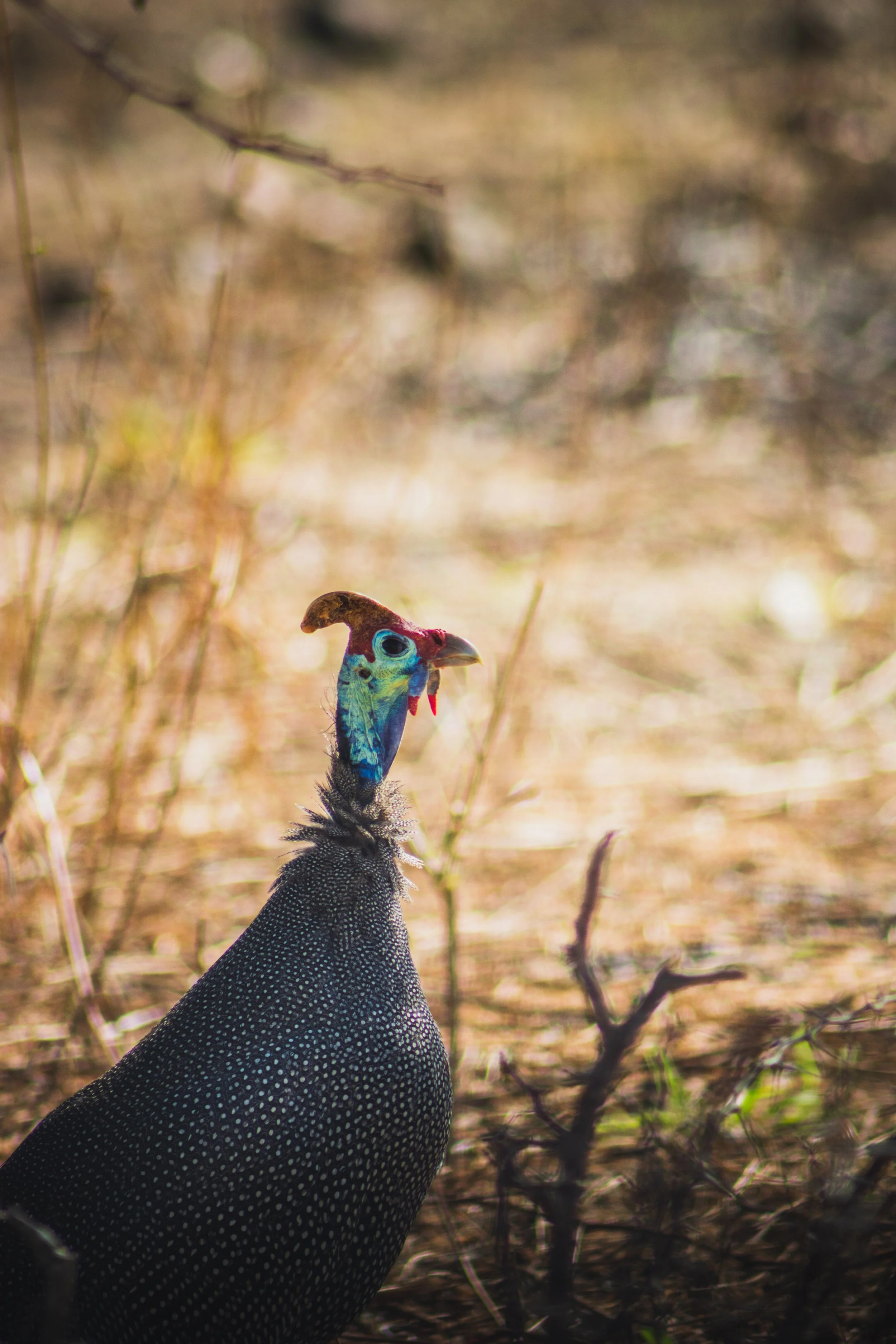 11092019_Voyage_Afrique-du-Sud-120_export-HD.jpg