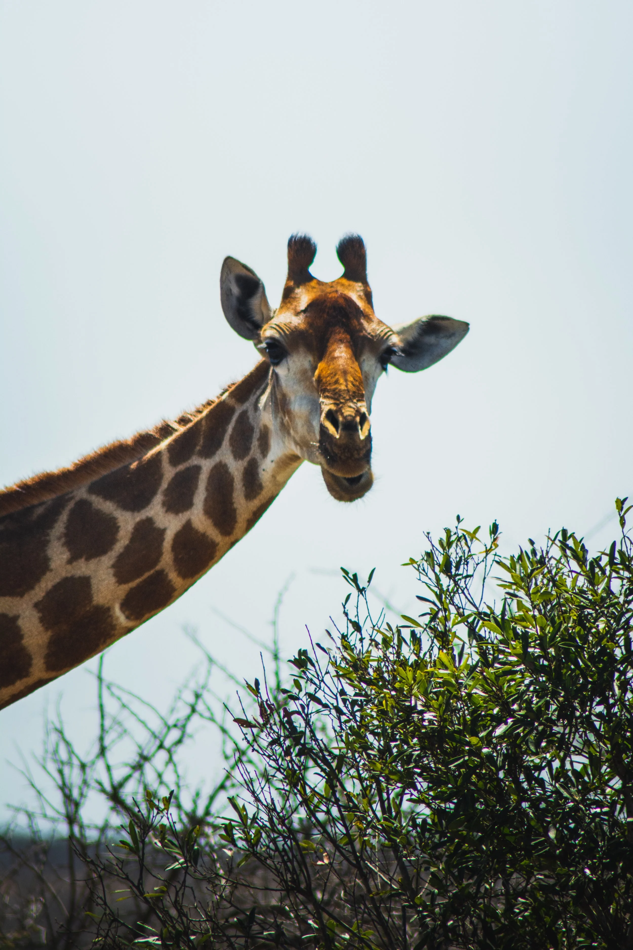 11092019_Voyage_Afrique-du-Sud-213_export-HD.jpg