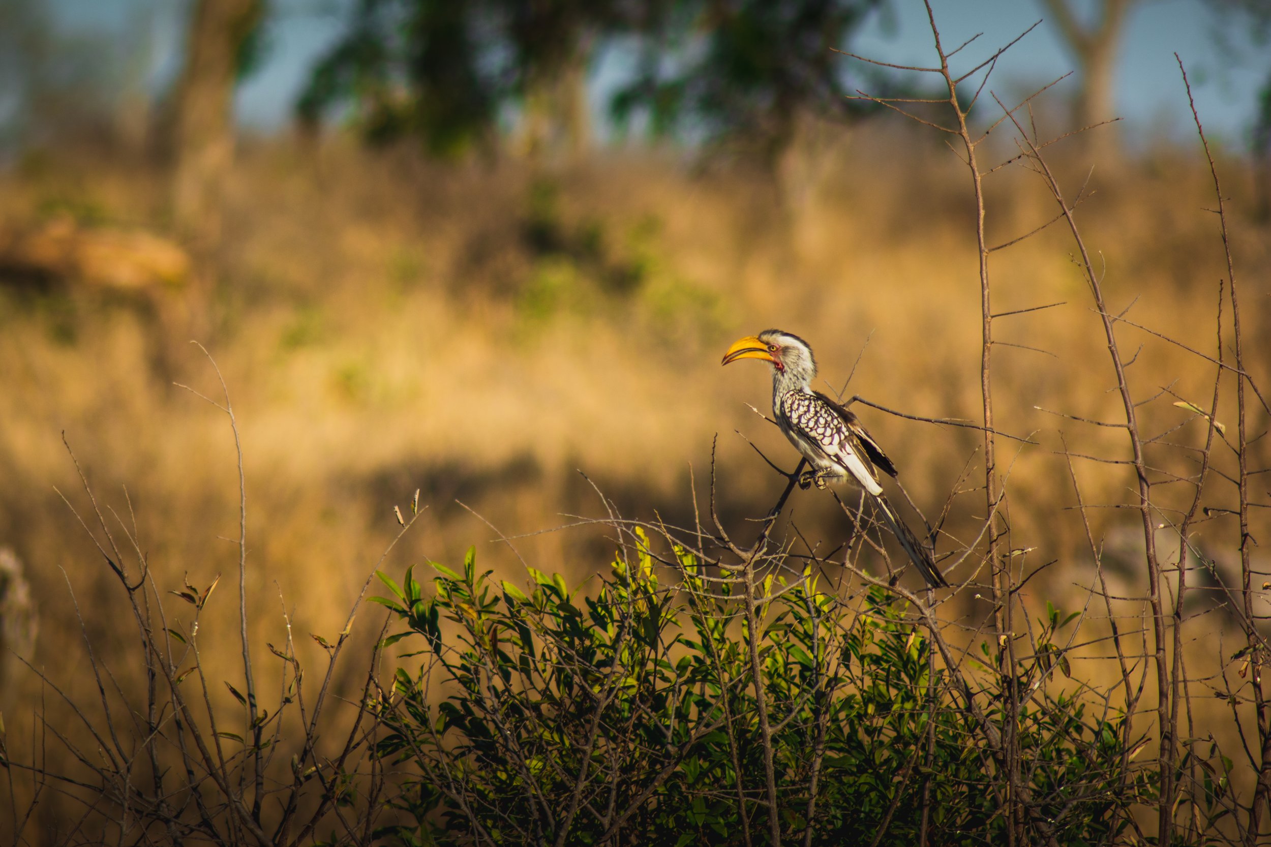 10092019_Voyage_Afrique-du-Sud-81_export-HD.jpg