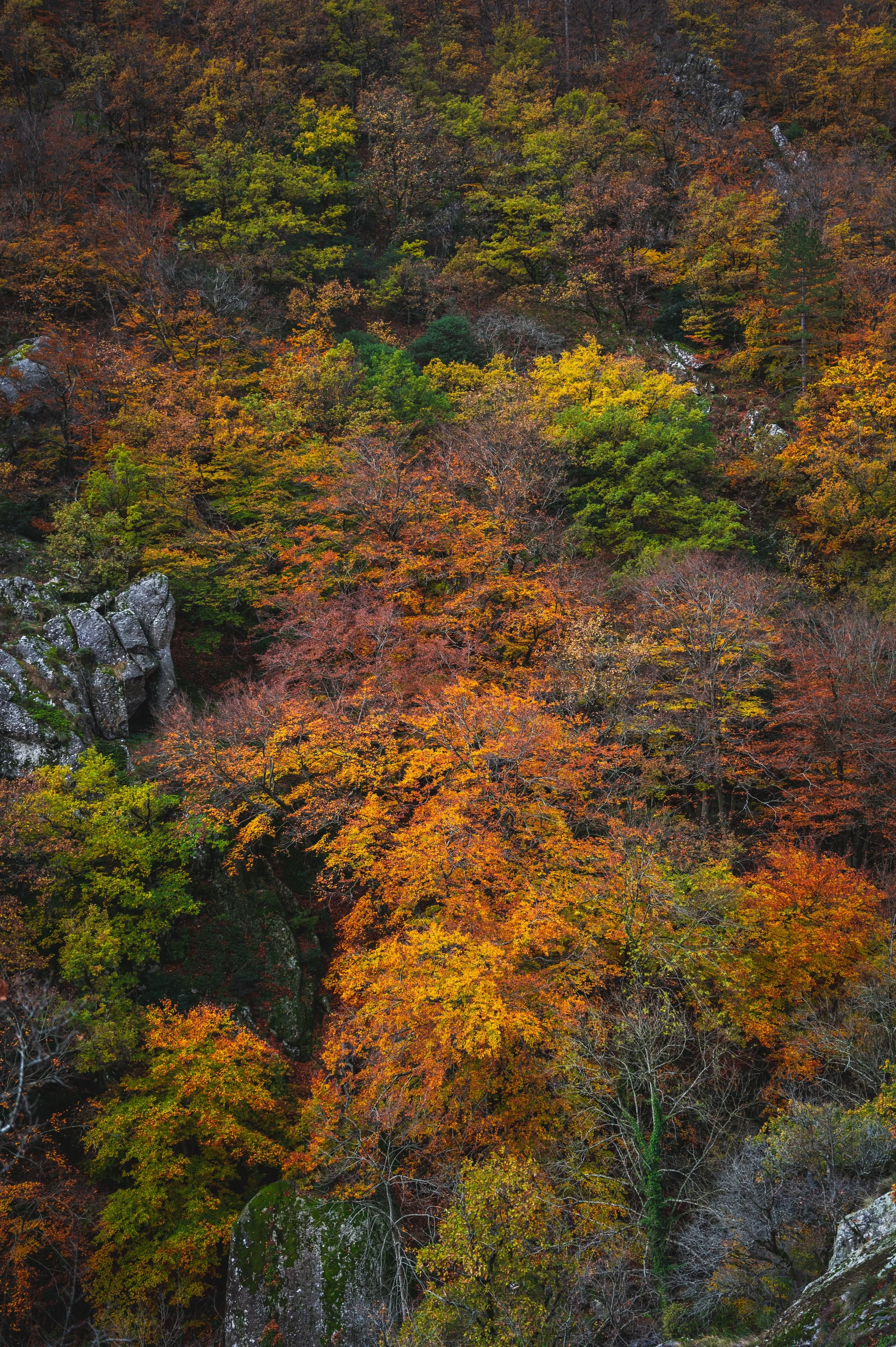 14112021_Sentier_des_Milles_Marches_2-50_export-HD_.jpg