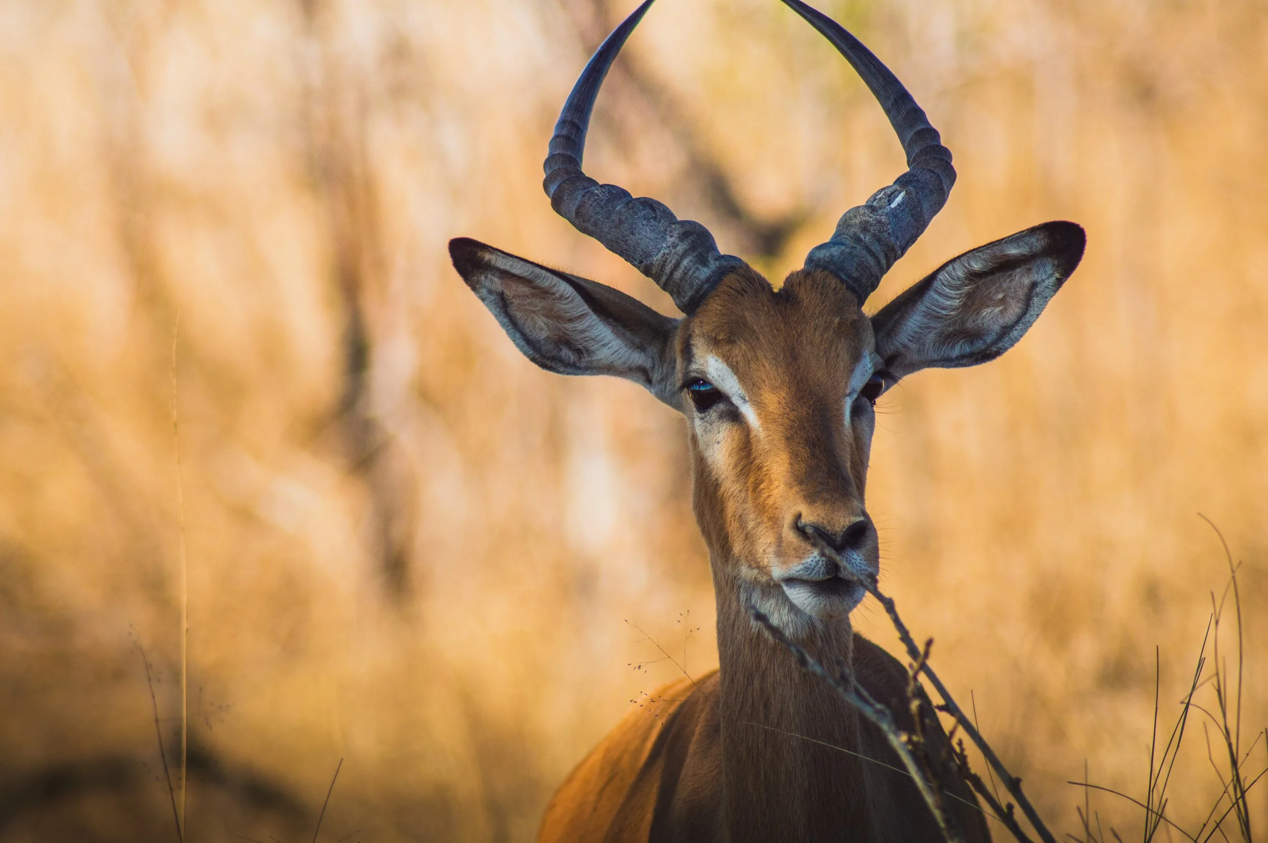 10092019_Voyage_Afrique-du-Sud-22_export-HD.jpg
