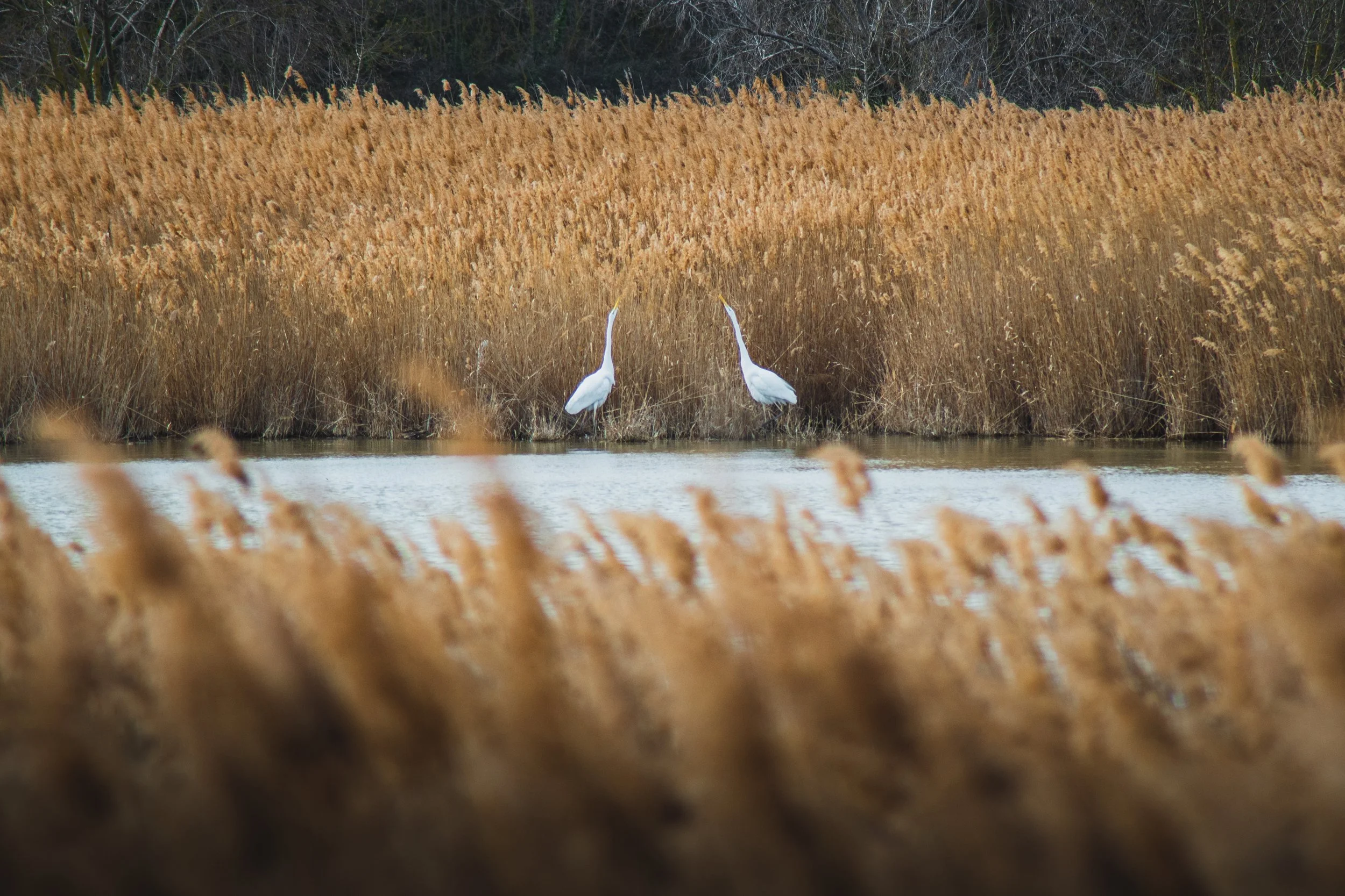 06022022_Balade_Maison_de_la_Nature-327_export-HD.jpg