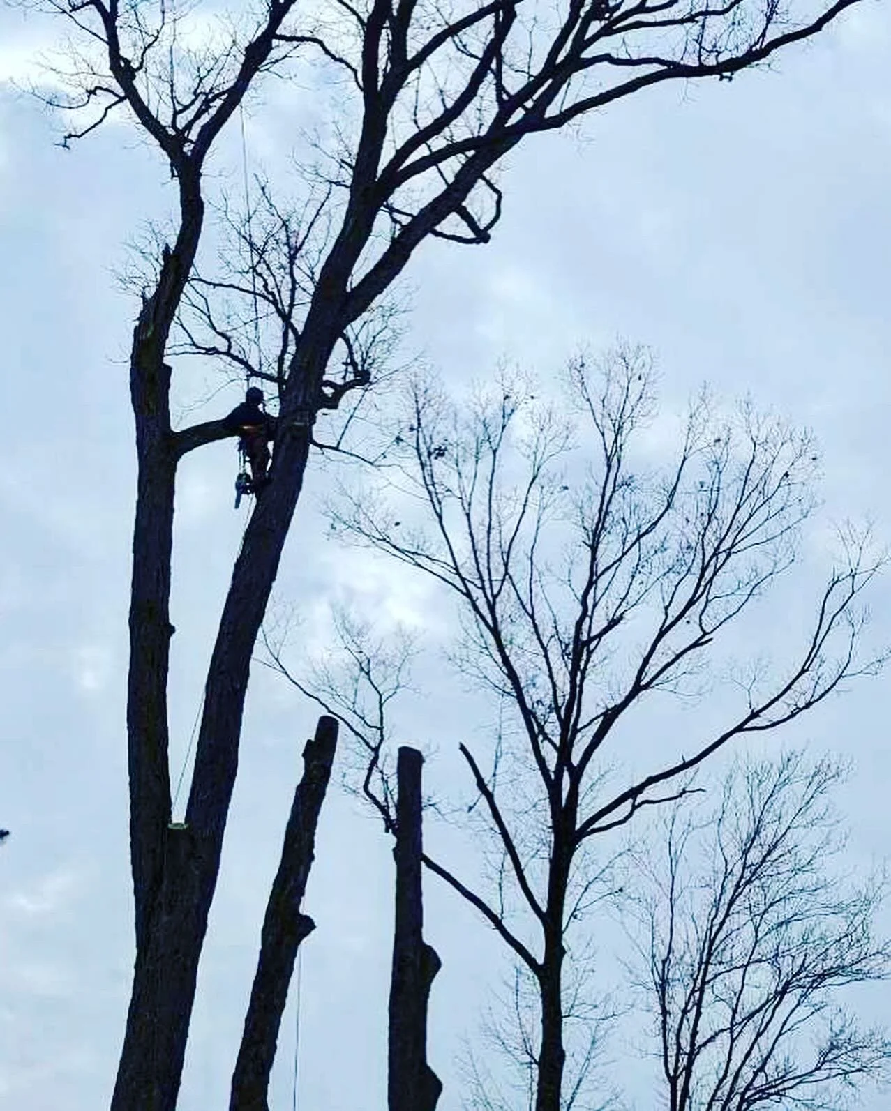 CARTHAGE, NC TREE SERVICE