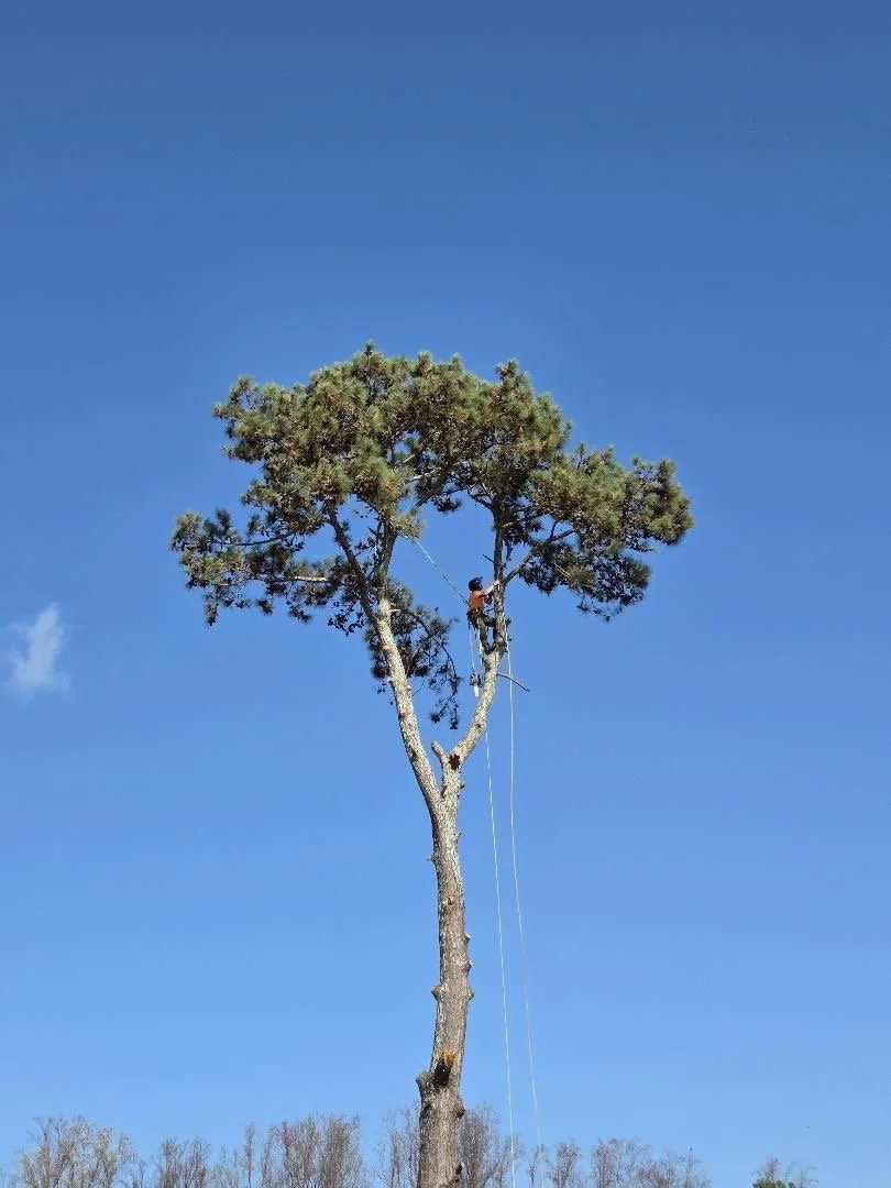 SOUTHERN PINES, NC TREE SERVICE