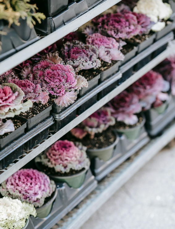 Organically Grown (Not Accredited)