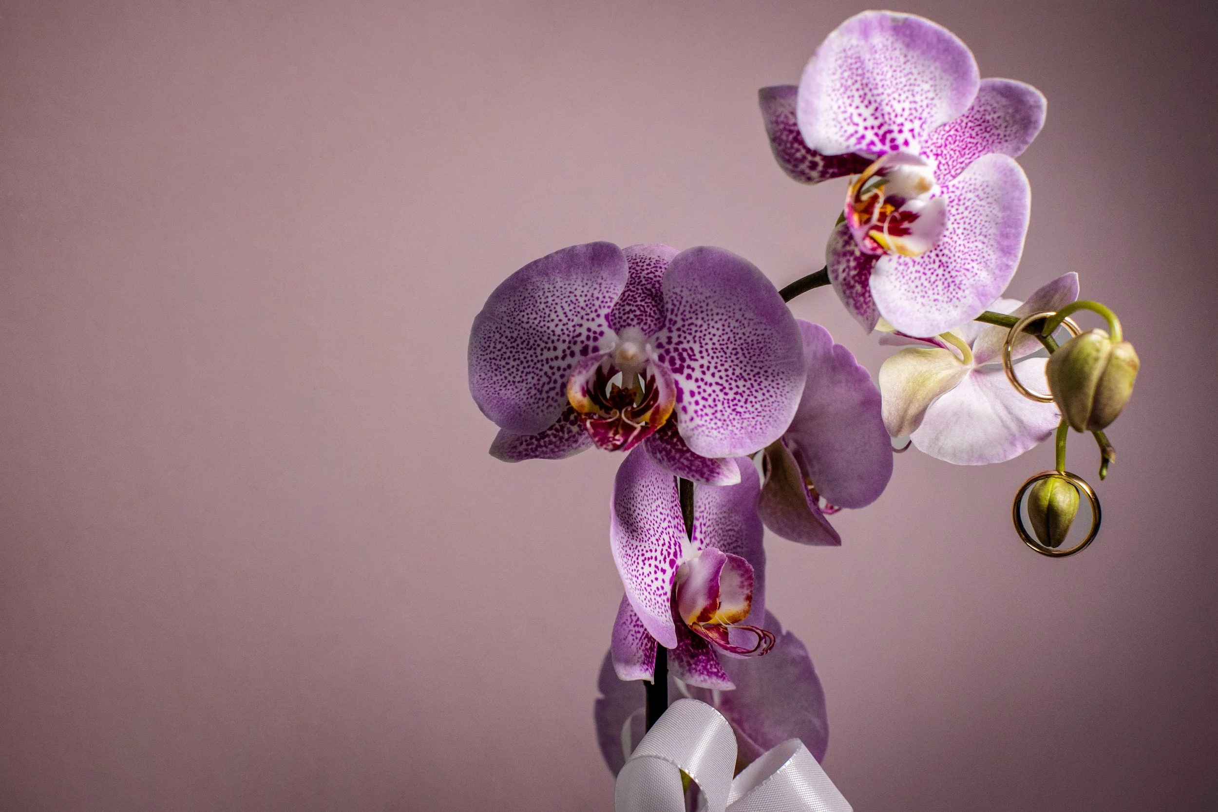 __0-184-AO9I9906-4 copia2 copia2-3.jpg