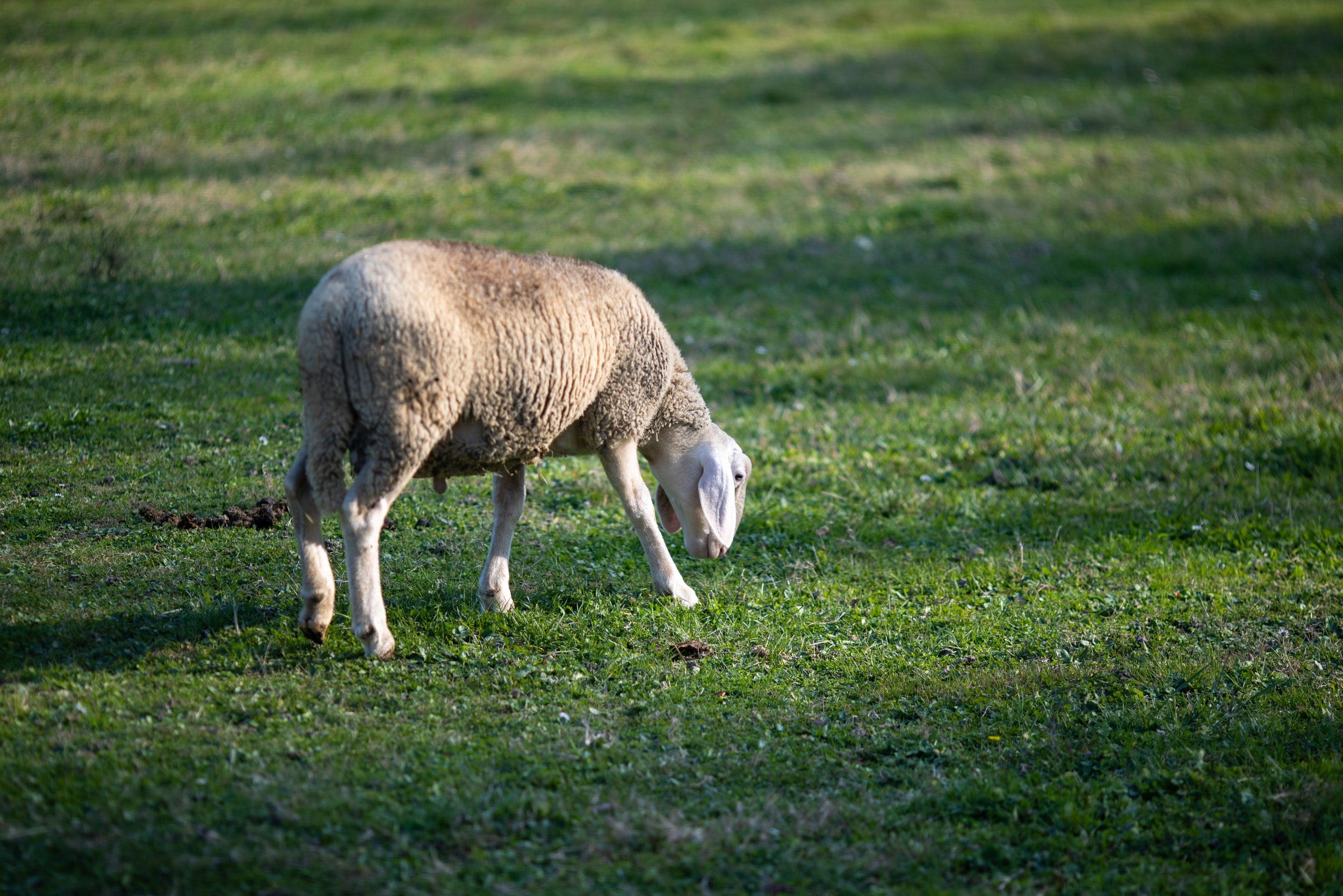 z-finale 855-AO9I2462.jpg