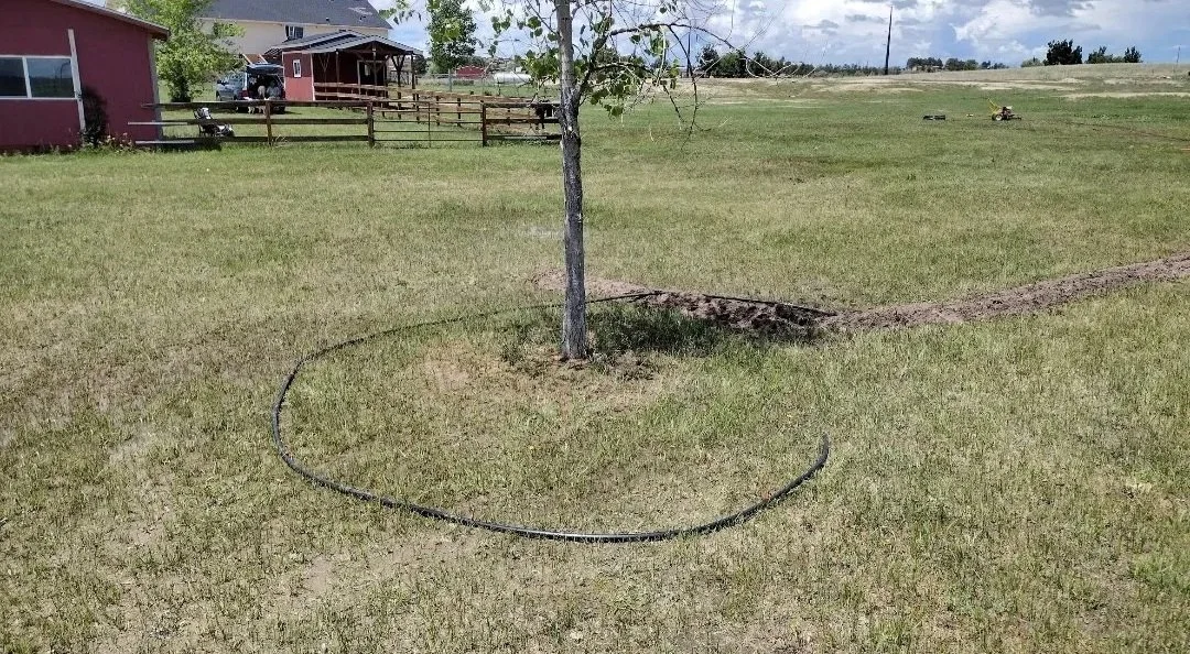 Toms+yard.jpg