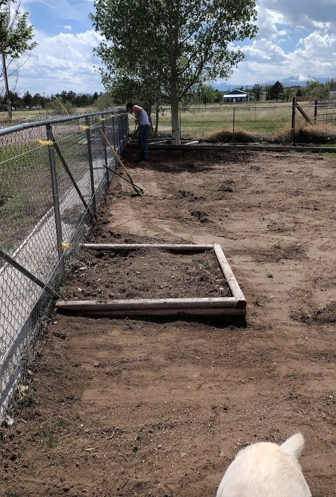 Before+flower+beds+and+trees+toms+.jpg