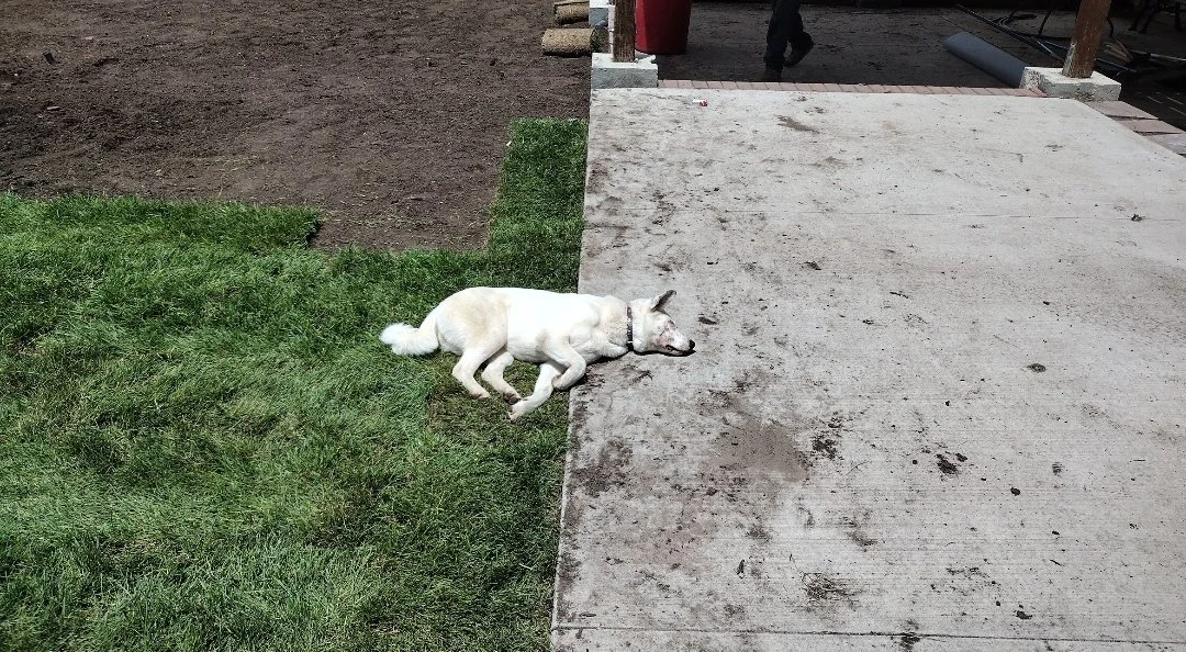 Dog and Sod install progress Tom 3.jpg