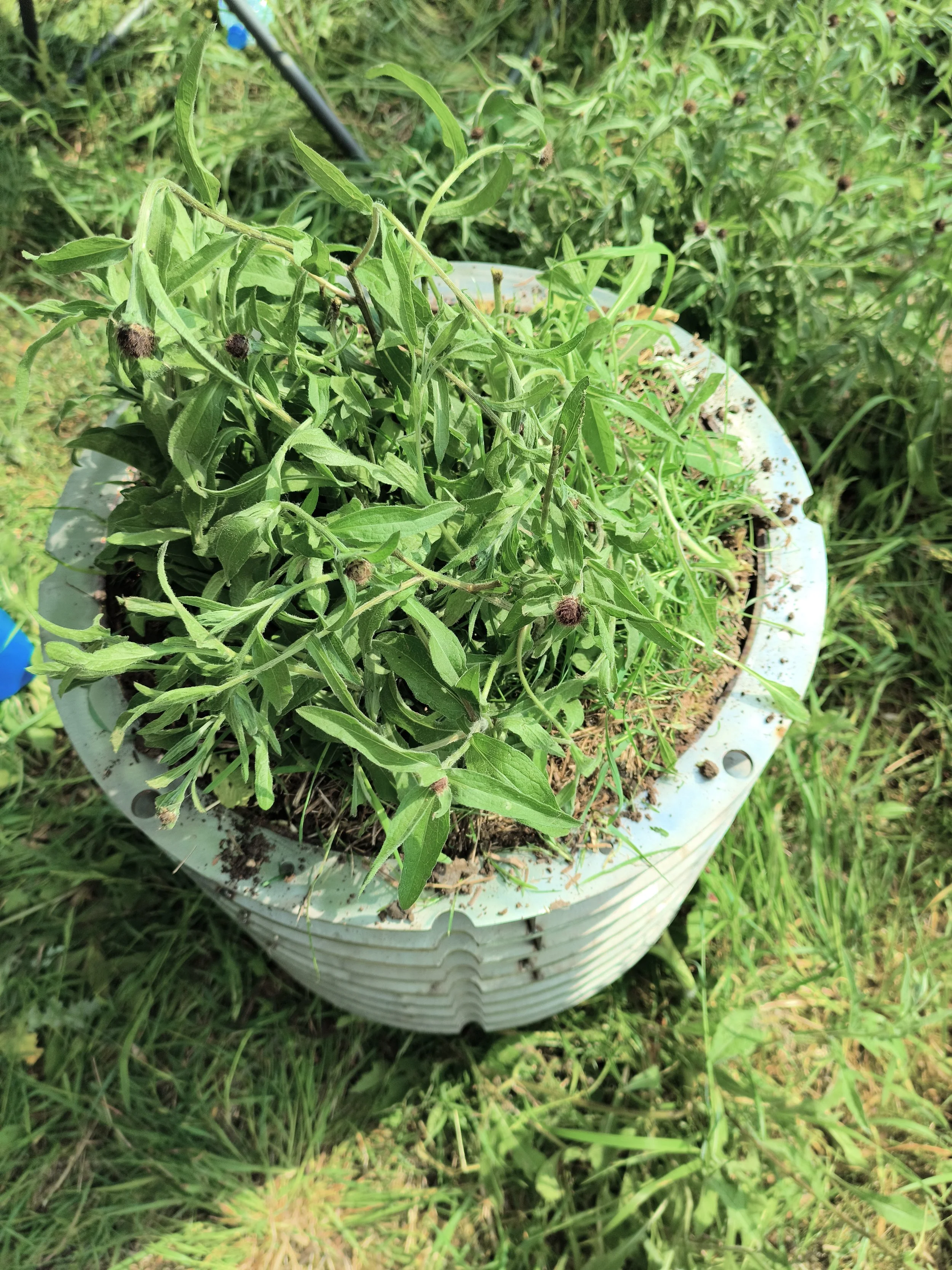 Potted plant with green leaves and small dark seed heads, outdoors on grass.