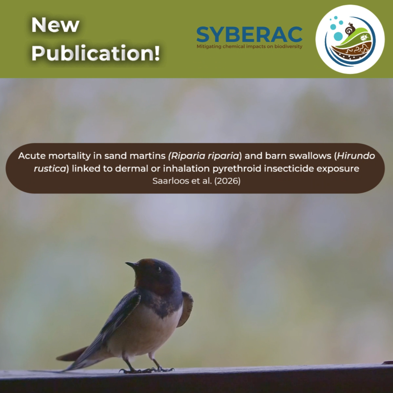Dermal death? New publication on birds’ insecticide exposure