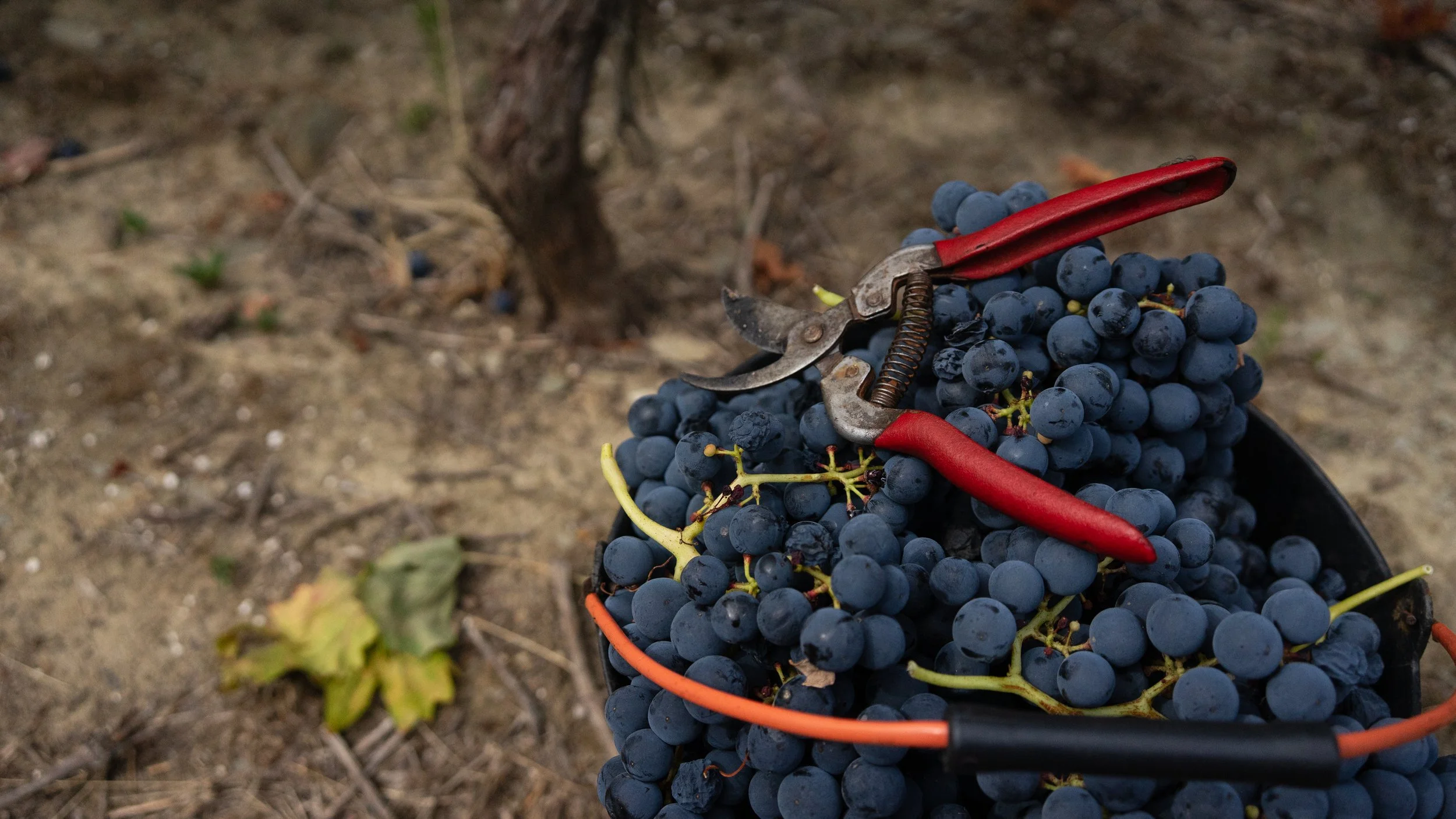 Biodiversity Protection in Viticulture: SYBERAC Meets in Portugal