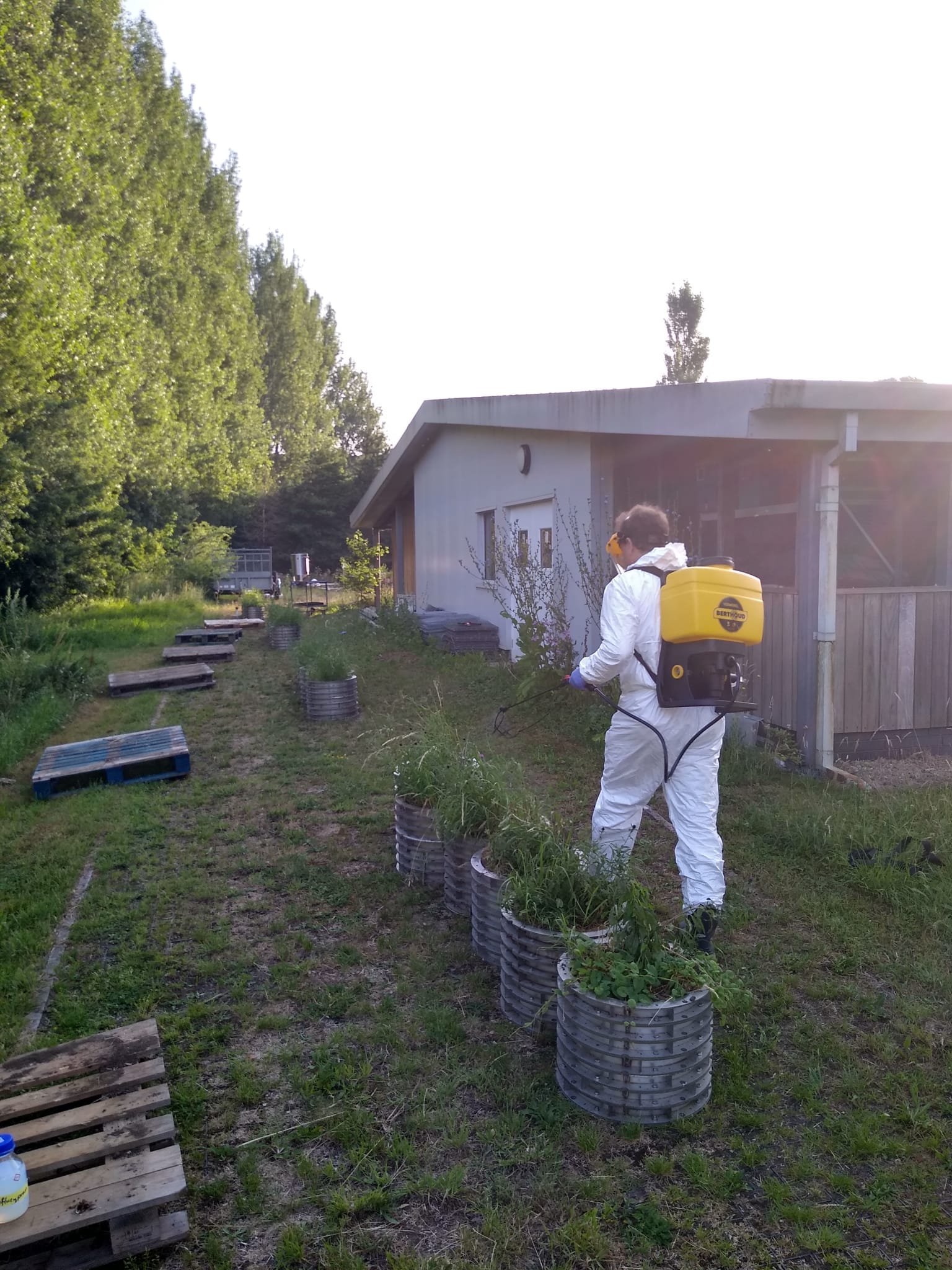 A person wearing a white protective suit and gloves is spraying pesticides on plants growing in large, gray, barrel-shaped containers. The setting is a landscaped outdoor area with a wooden building, trees, and a clear sky in the background.
