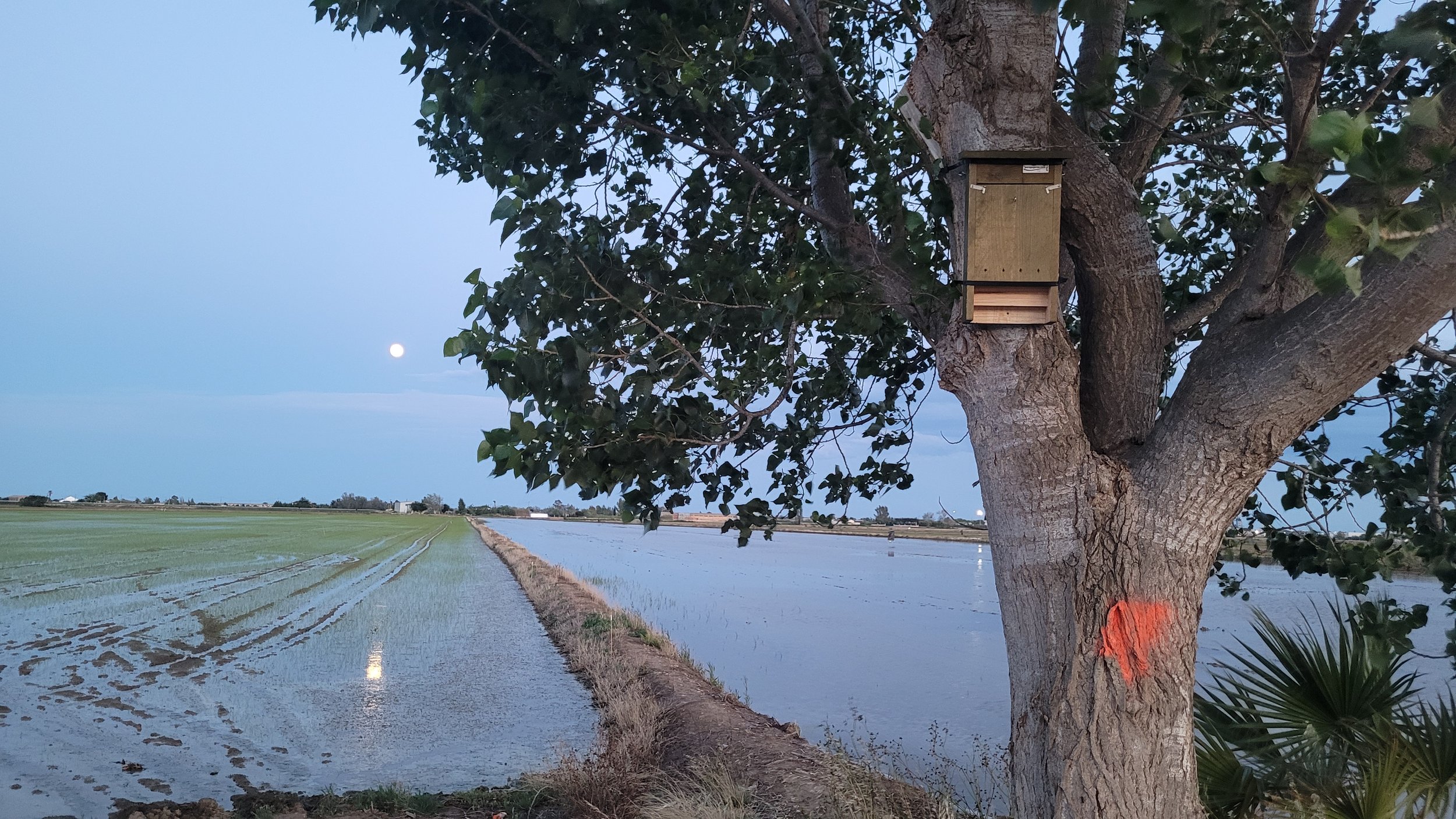 Installed bat box