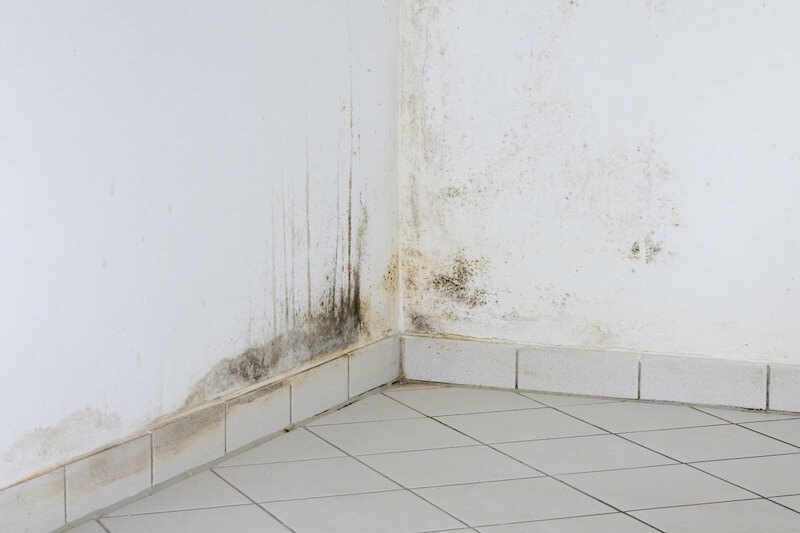 mold growth appearing on kitchen wall
